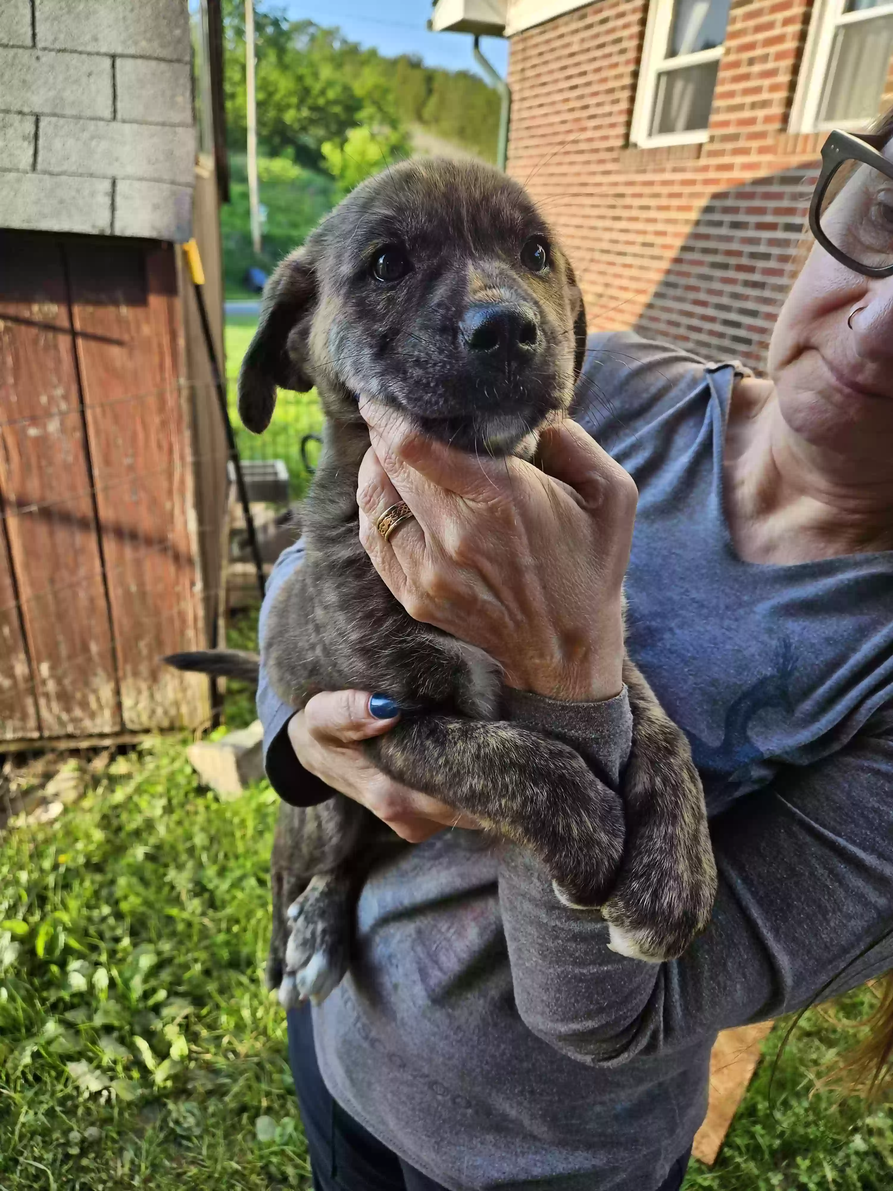 adoptable Dog in Bybee,TN named No name puppy