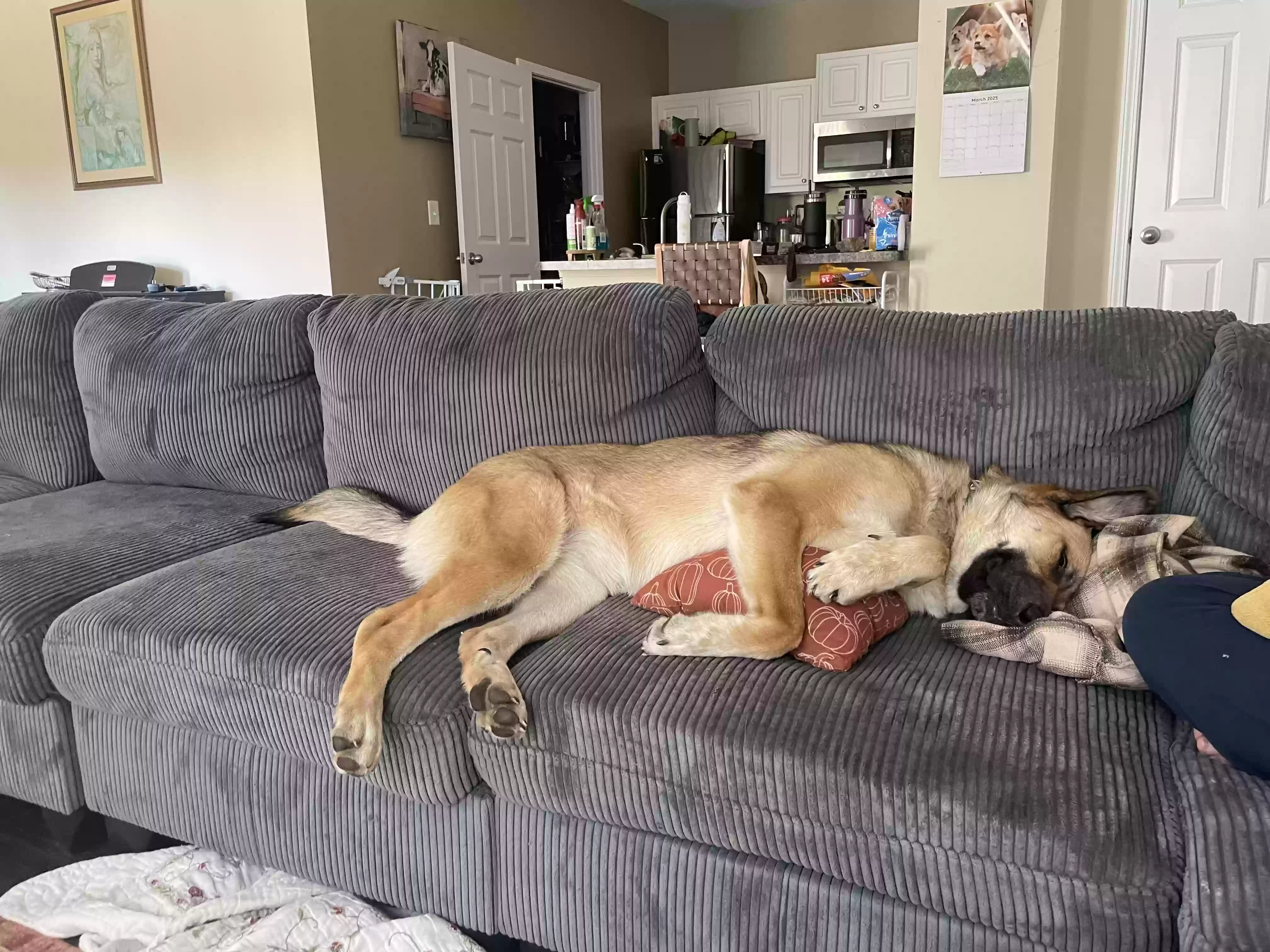 adoptable Dog in Flowery Branch,GA named Sandy