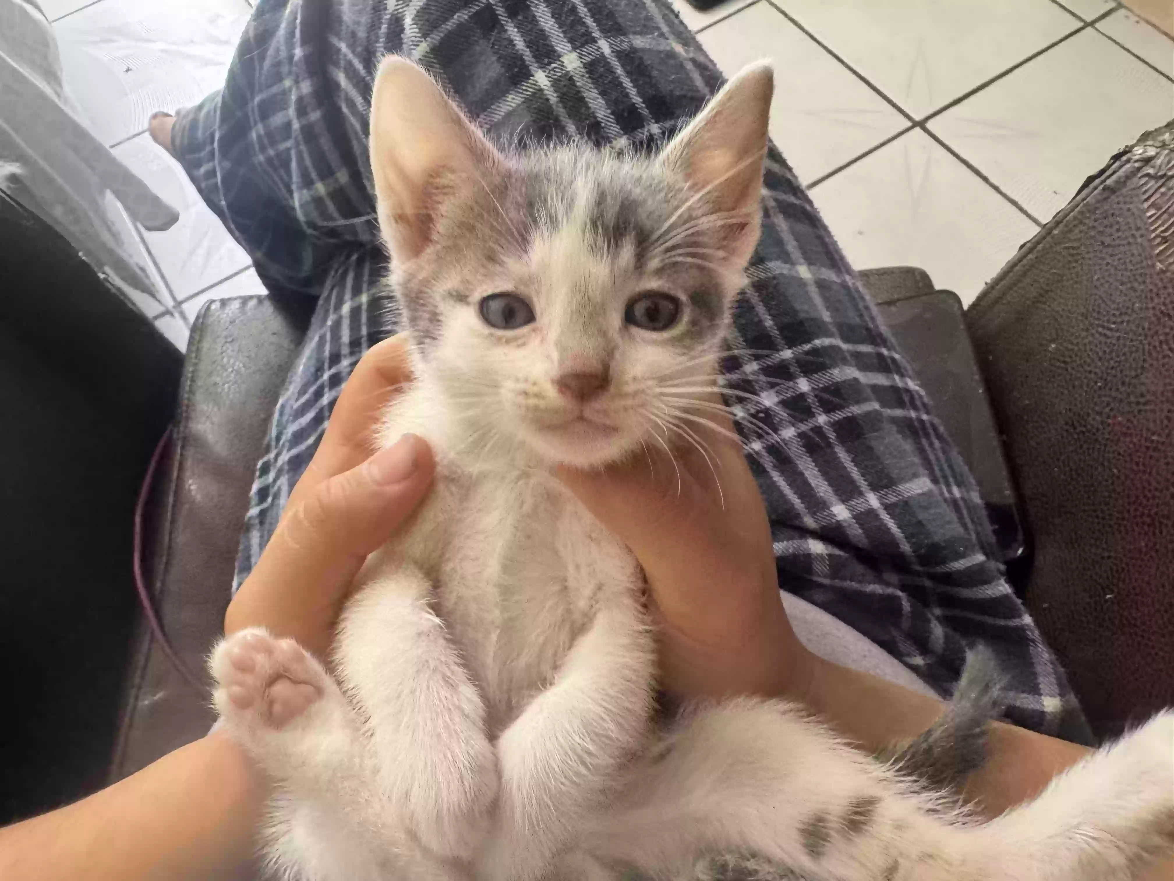 adoptable Cat in Pico Rivera,CA named Sharky