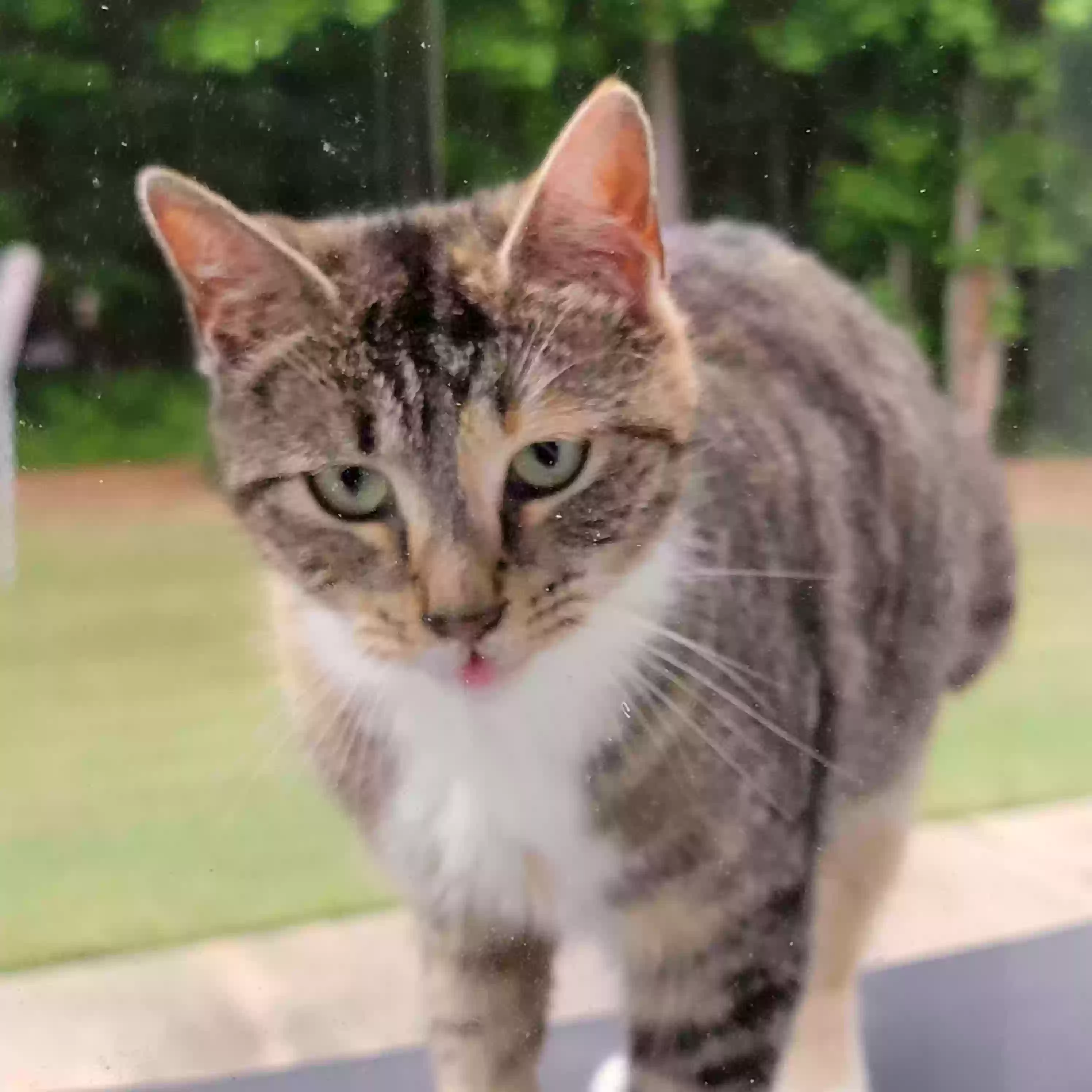 adoptable Cat in Monroe,GA named Unknown