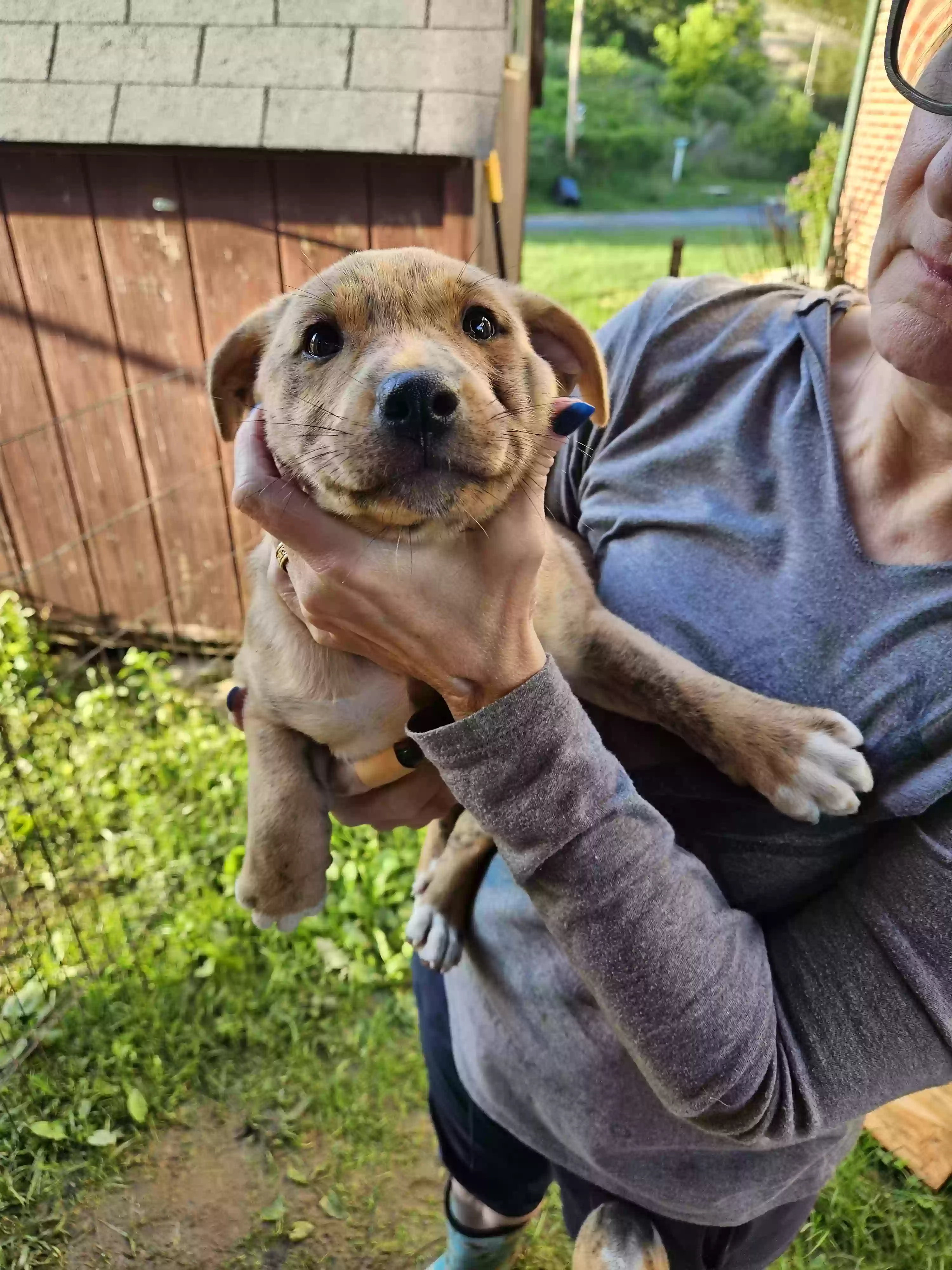 adoptable Dog in Bybee,TN named It is a puppie