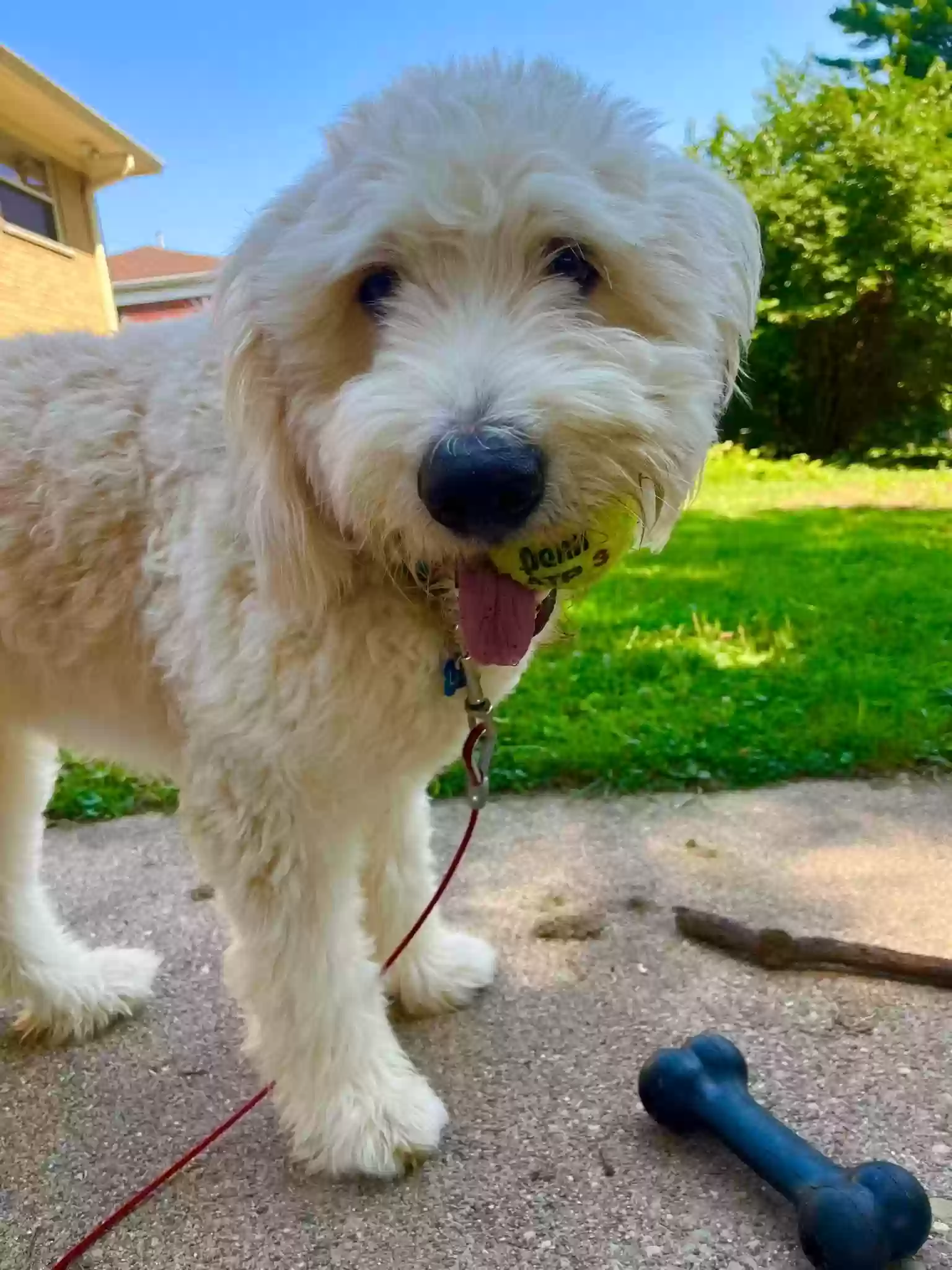 adoptable Dog in North Bend,OH named Lando