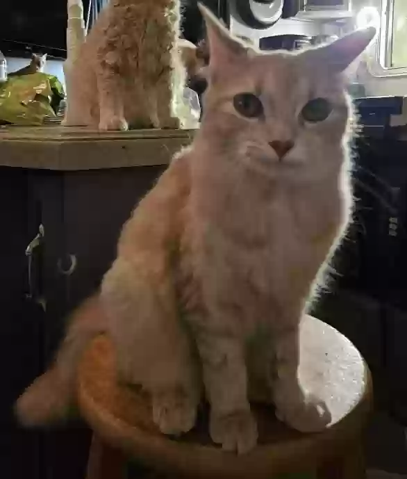 adoptable Cat in Georgetown,TX named Babadook