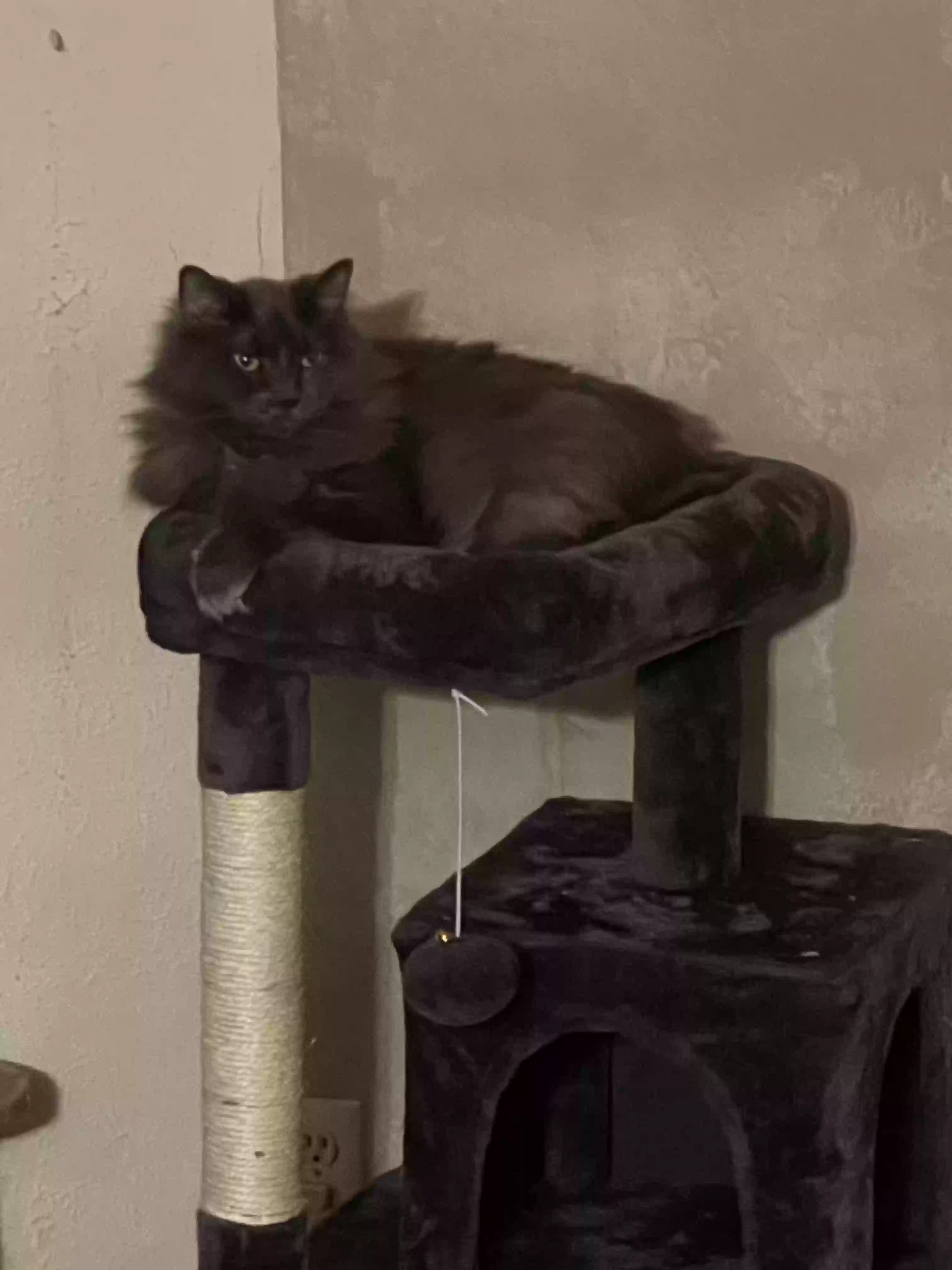 adoptable Cat in Chesterton,IN named Marissa