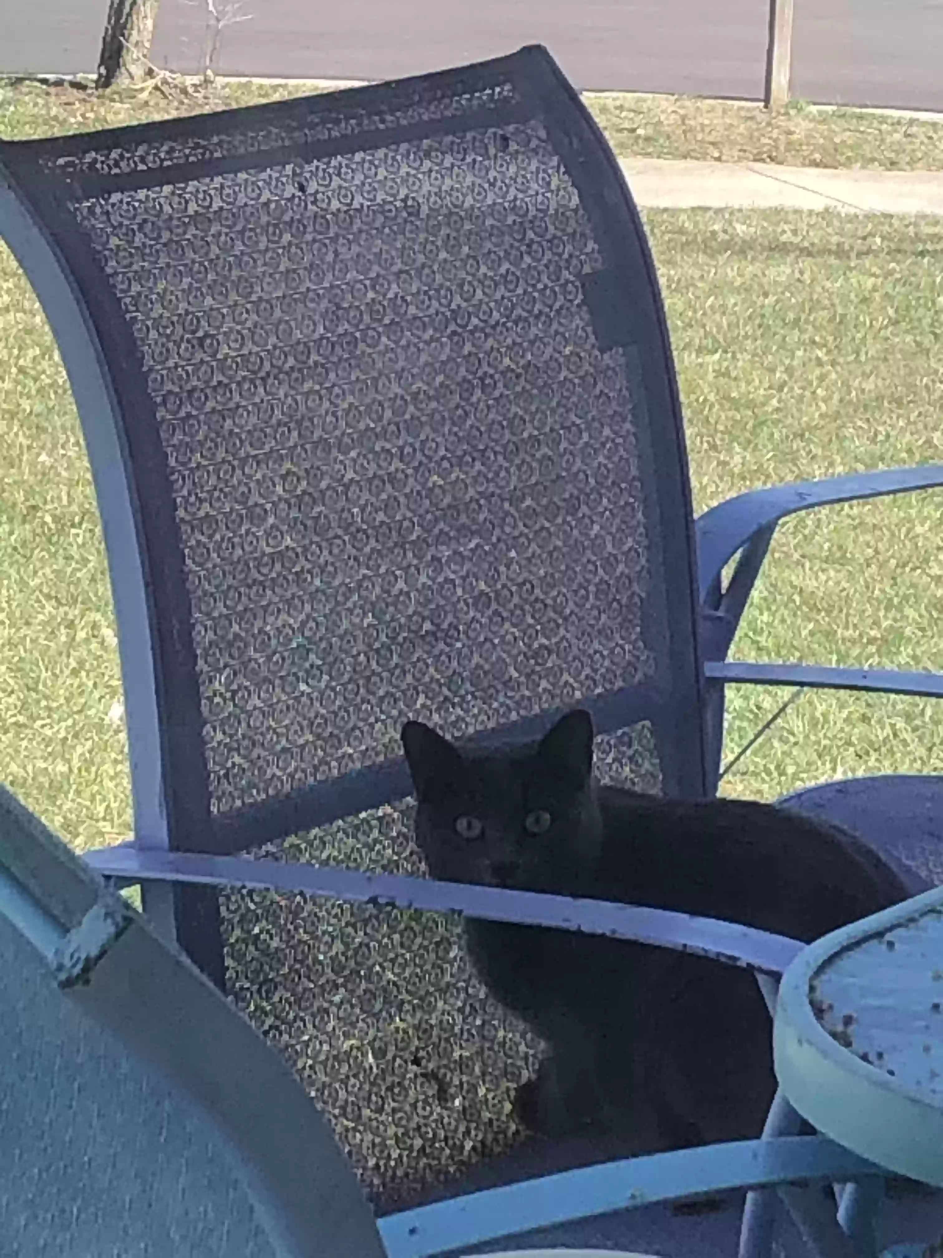 adoptable Cat in Oxford,OH named Lavender