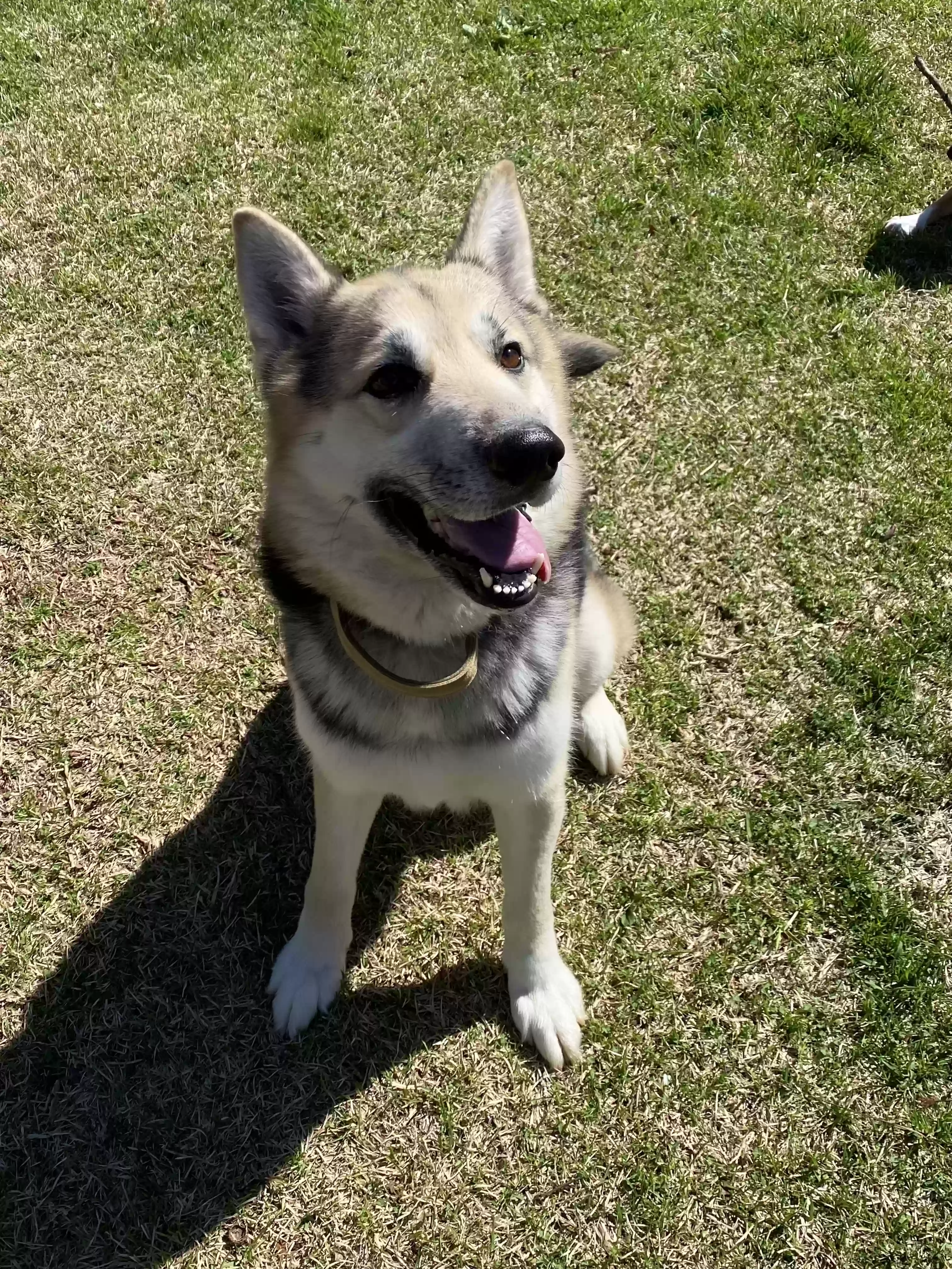 adoptable Dog in Dallas,GA named Shadow