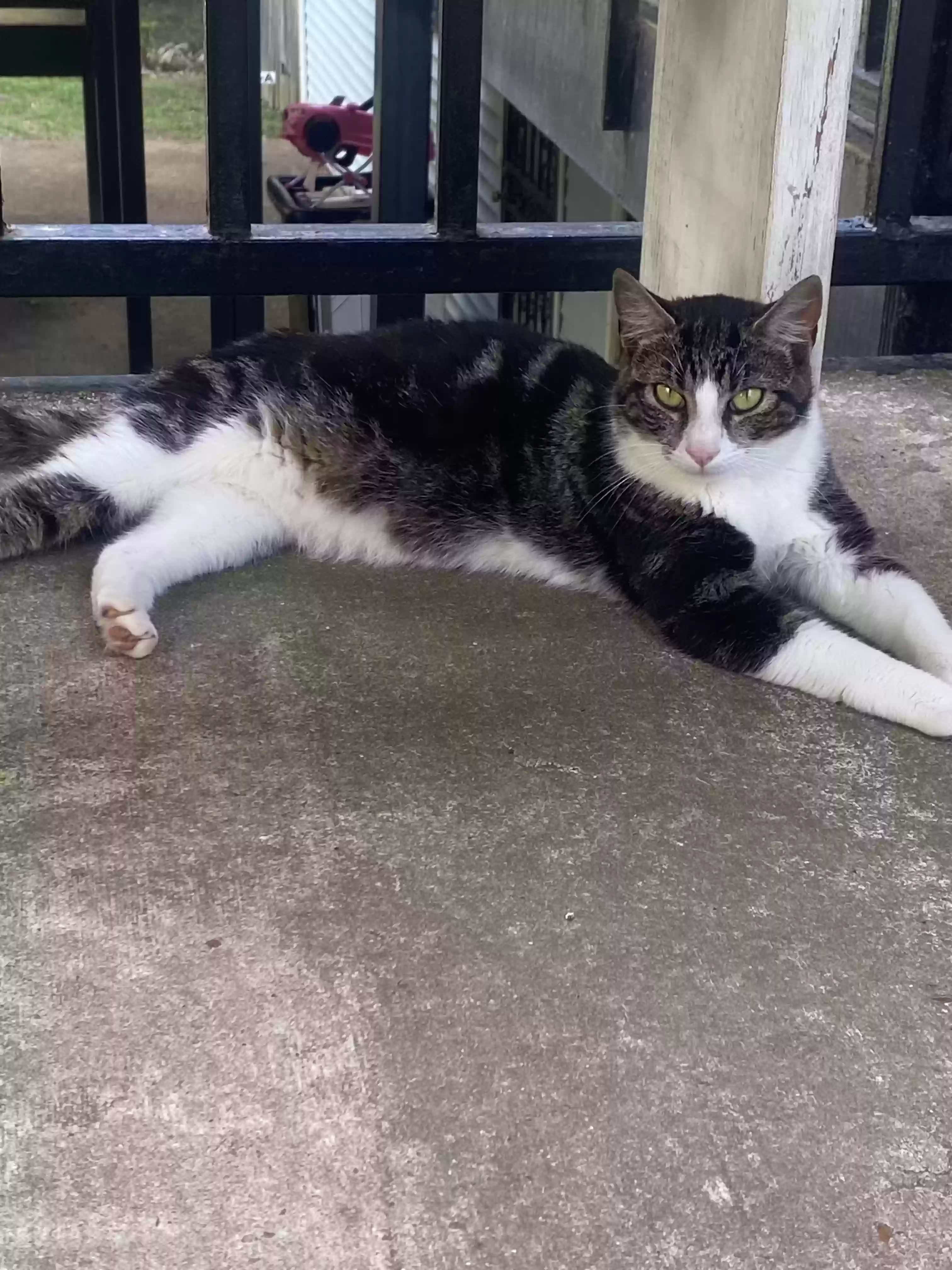 adoptable Cat in Memphis,TN named Patsy