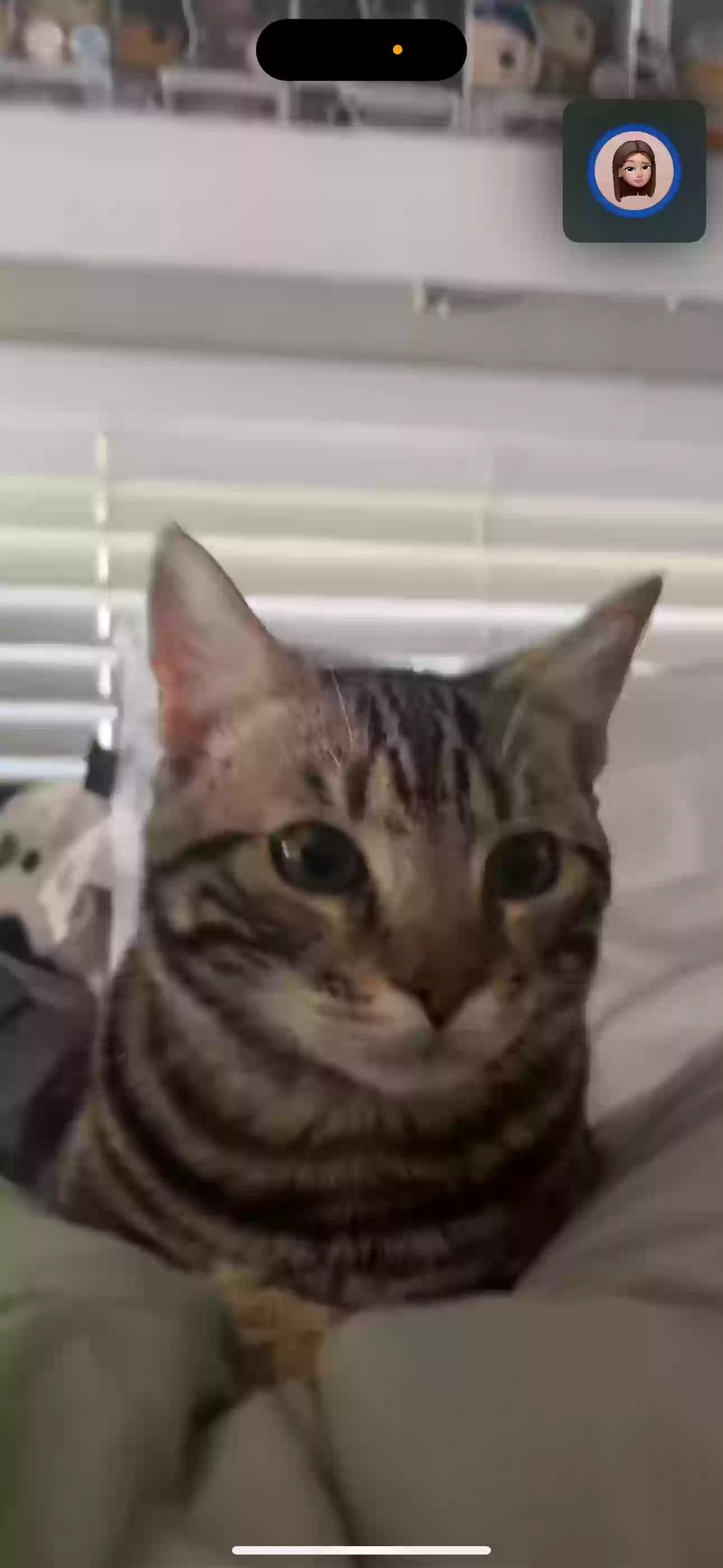 adoptable Cat in Anaheim,CA named Felix