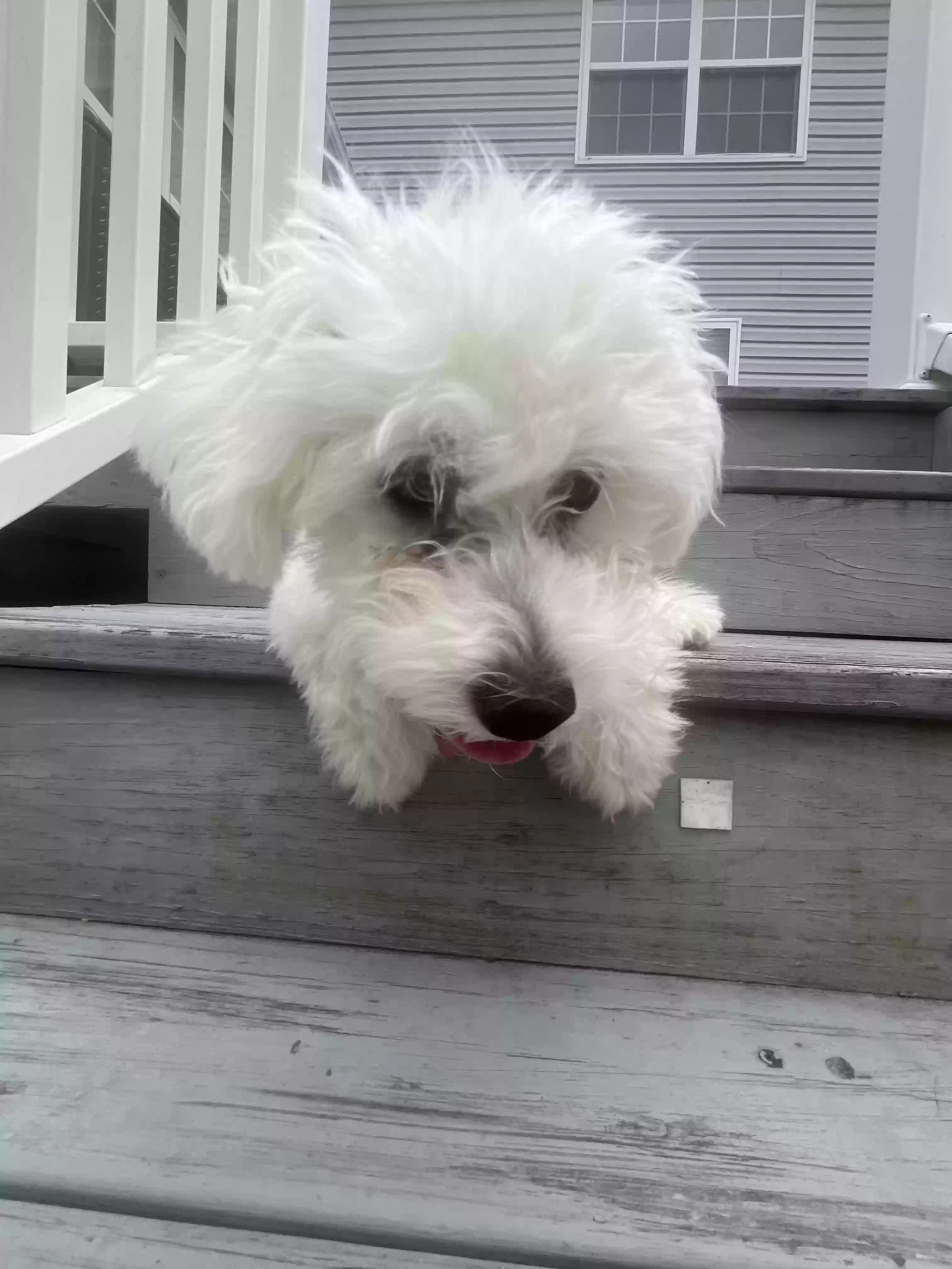 adoptable Dog in Fredericksburg,VA named Princess Marshmallow