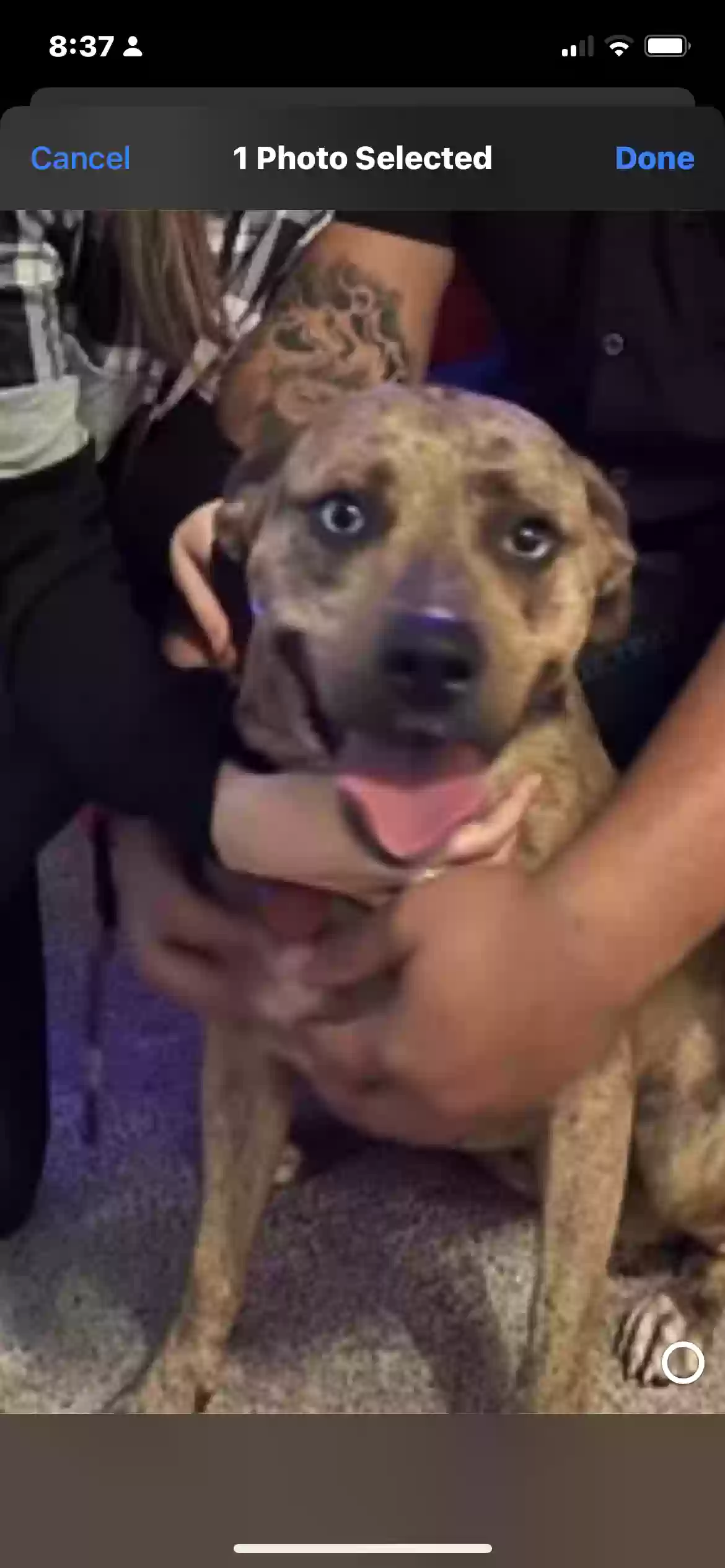 adoptable Dog in Mooringsport,LA named Josie