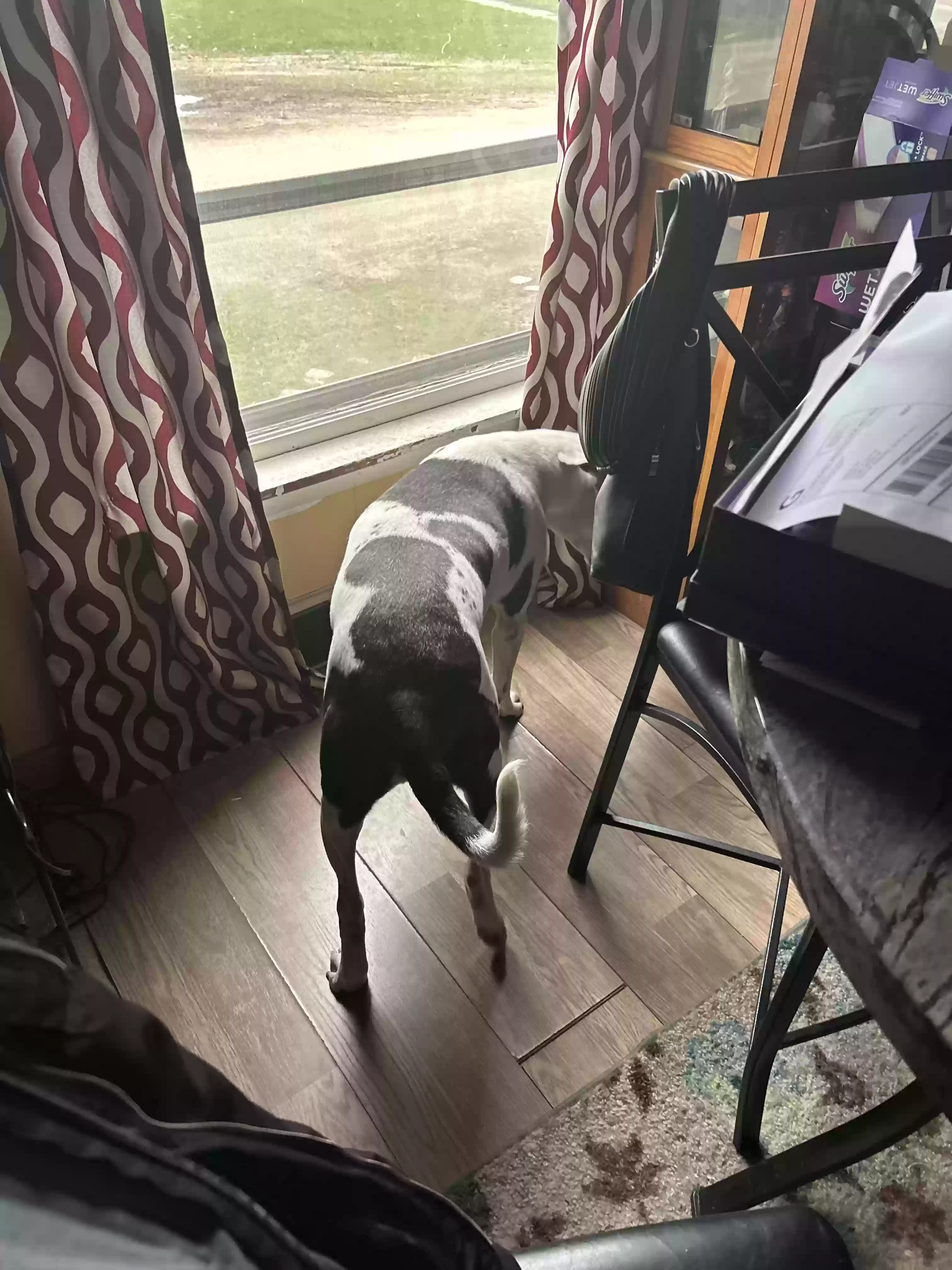 adoptable Dog in Three Rivers,MI named Hercules