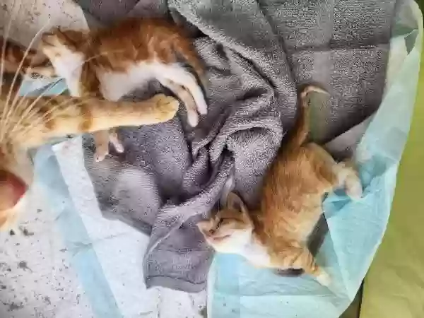 adoptable Cat in Hockley,TX named No Name (Stray)