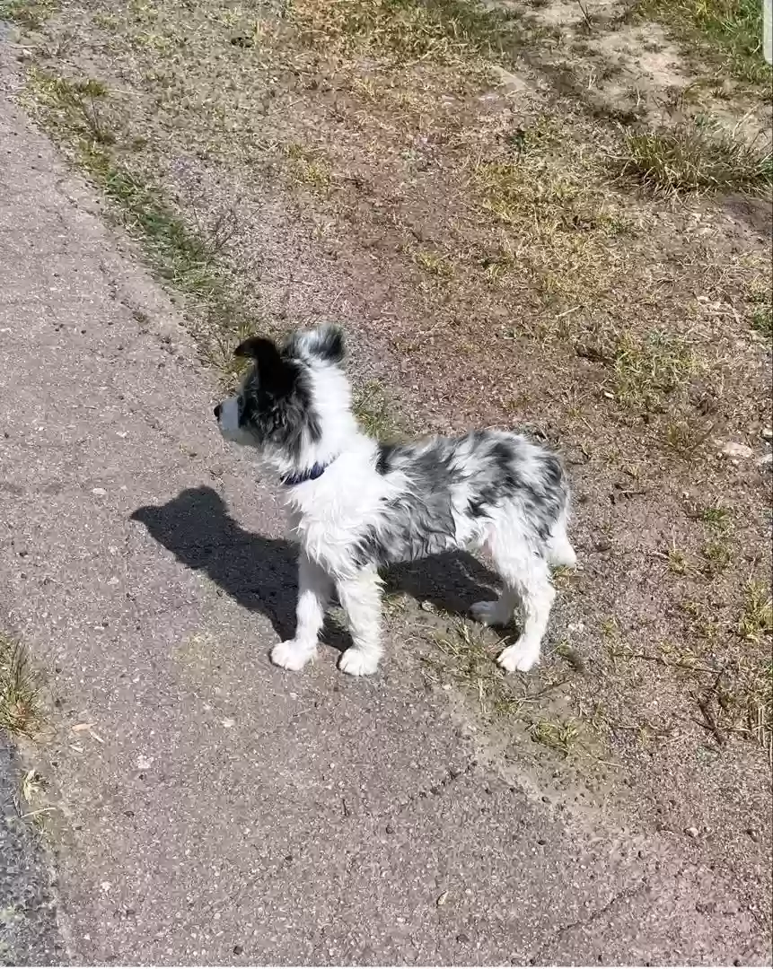 adoptable Dog in Bakerstown,PA named Kikky