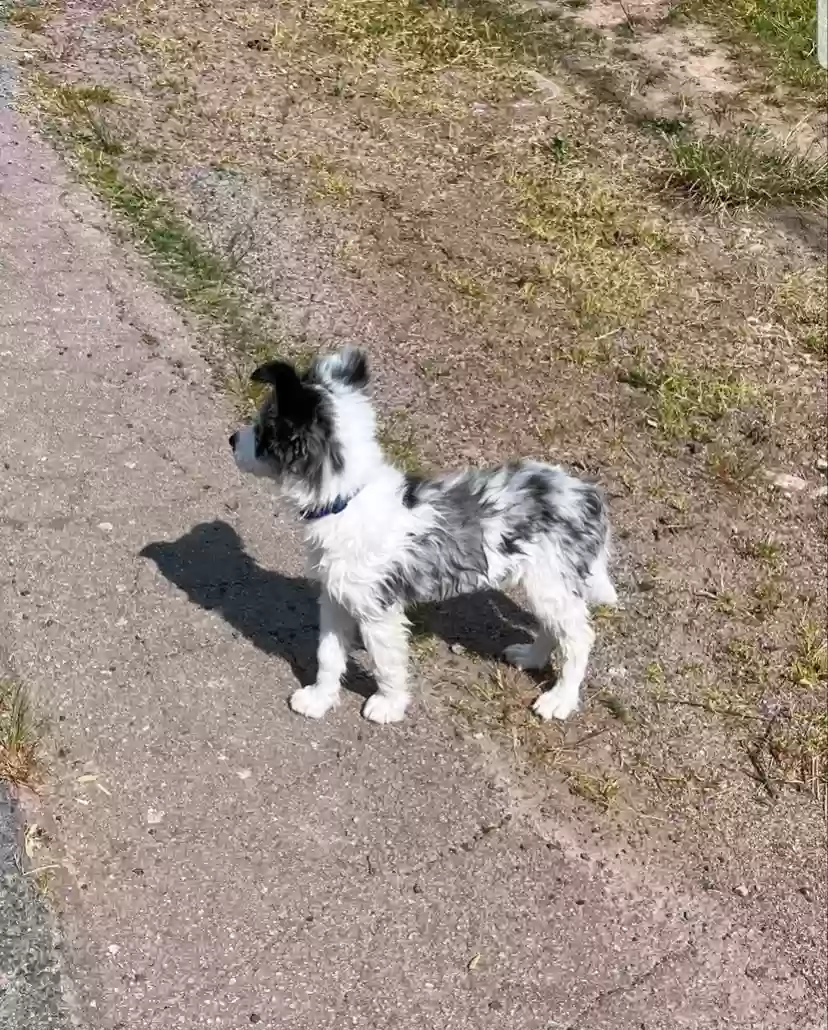 adoptable Dog in Bairdford,PA named Kikky