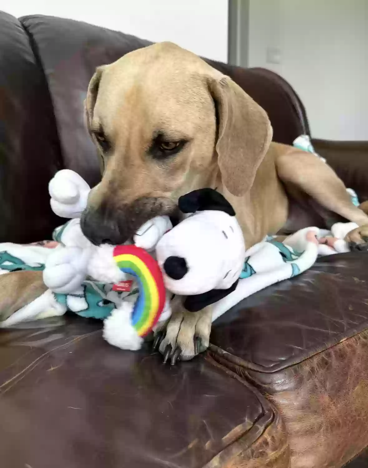 adoptable Dog in Georgetown,TX named Ranger
