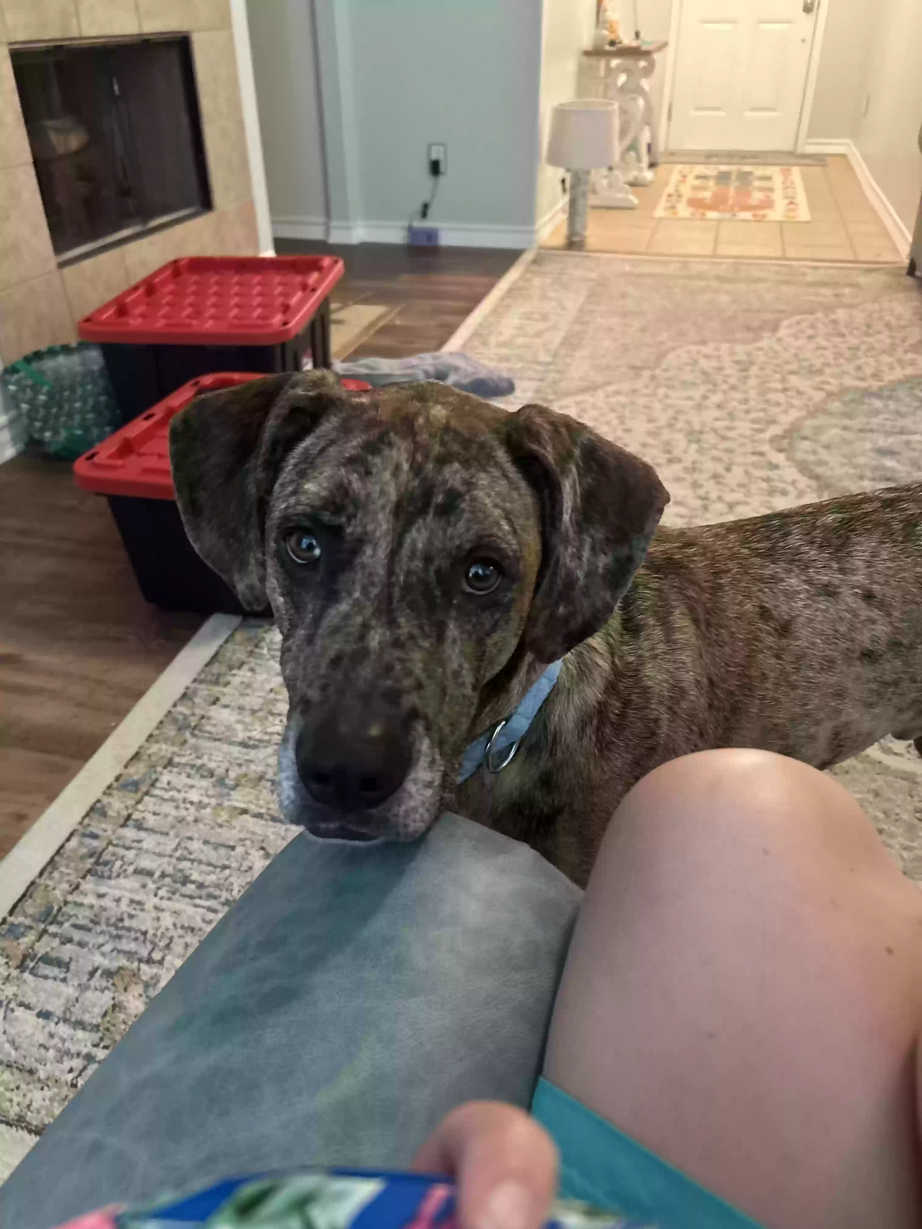 adoptable Dog in Portland,TX named Beau