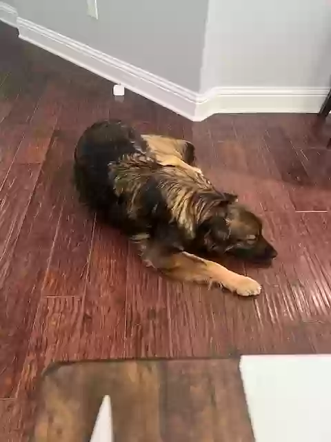 adoptable Dog in Prosper,TX named