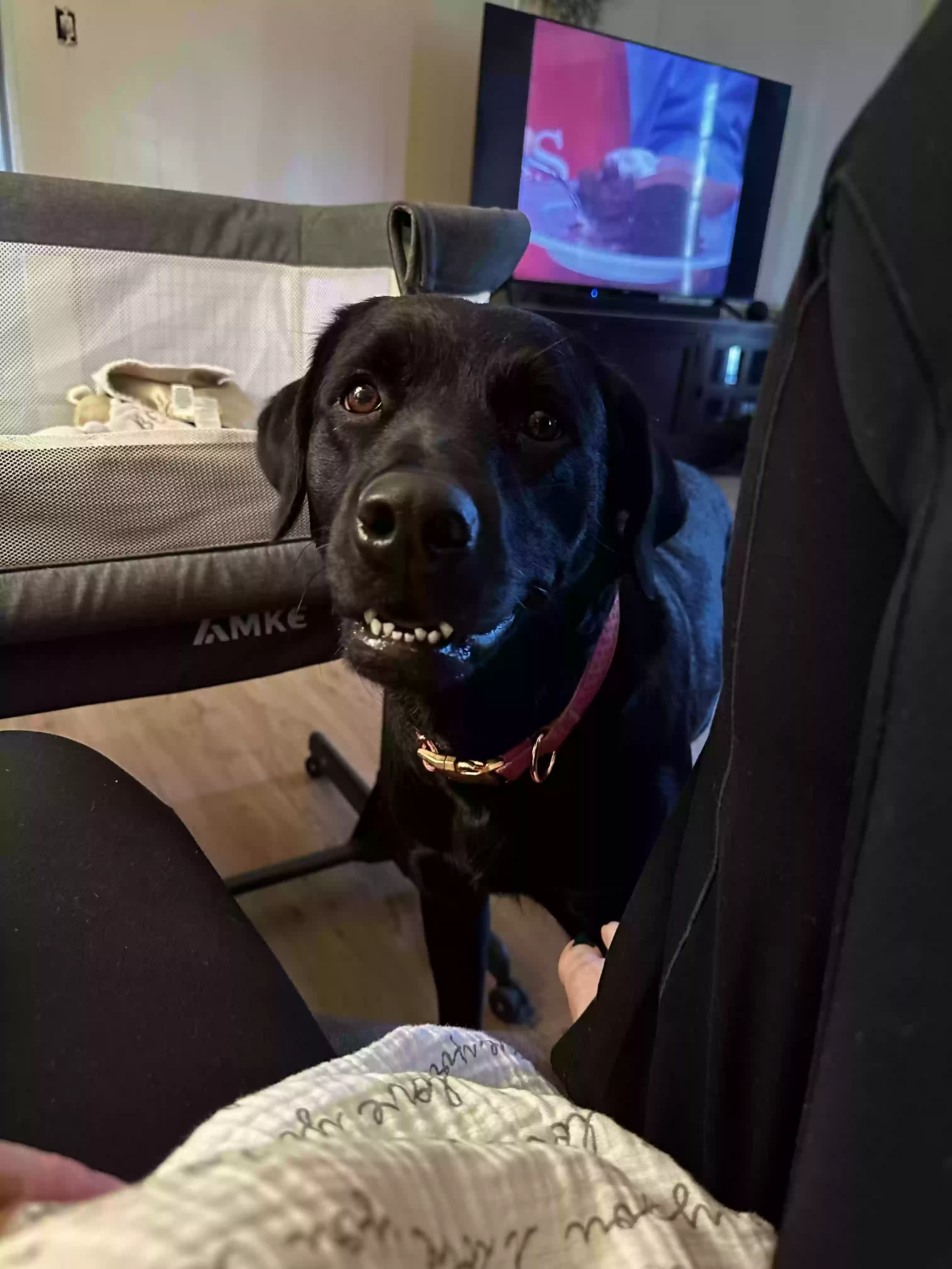 adoptable Dog in Kaufman,TX named Granger