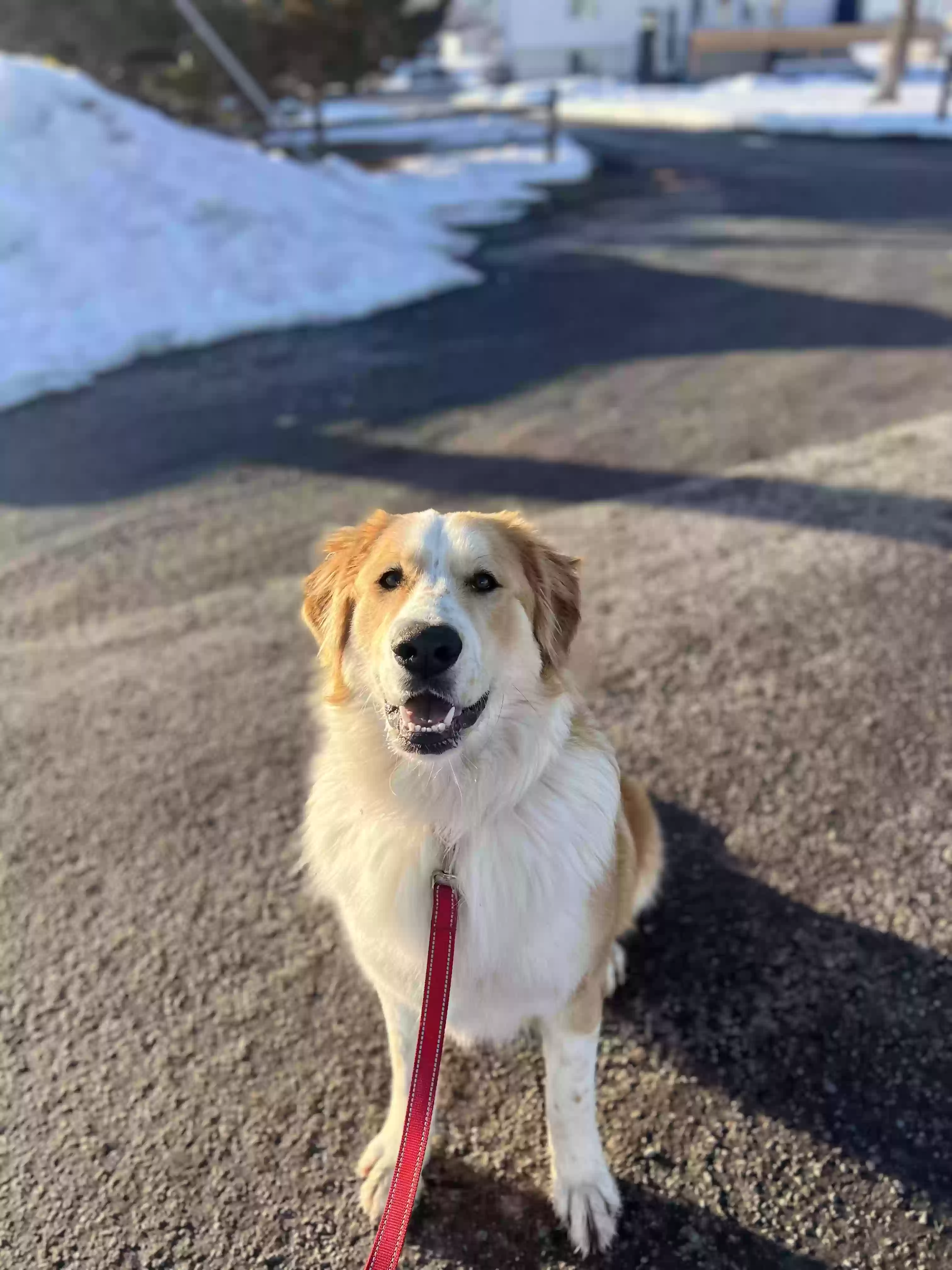 adoptable Dog in Millville,UT named Mayzie