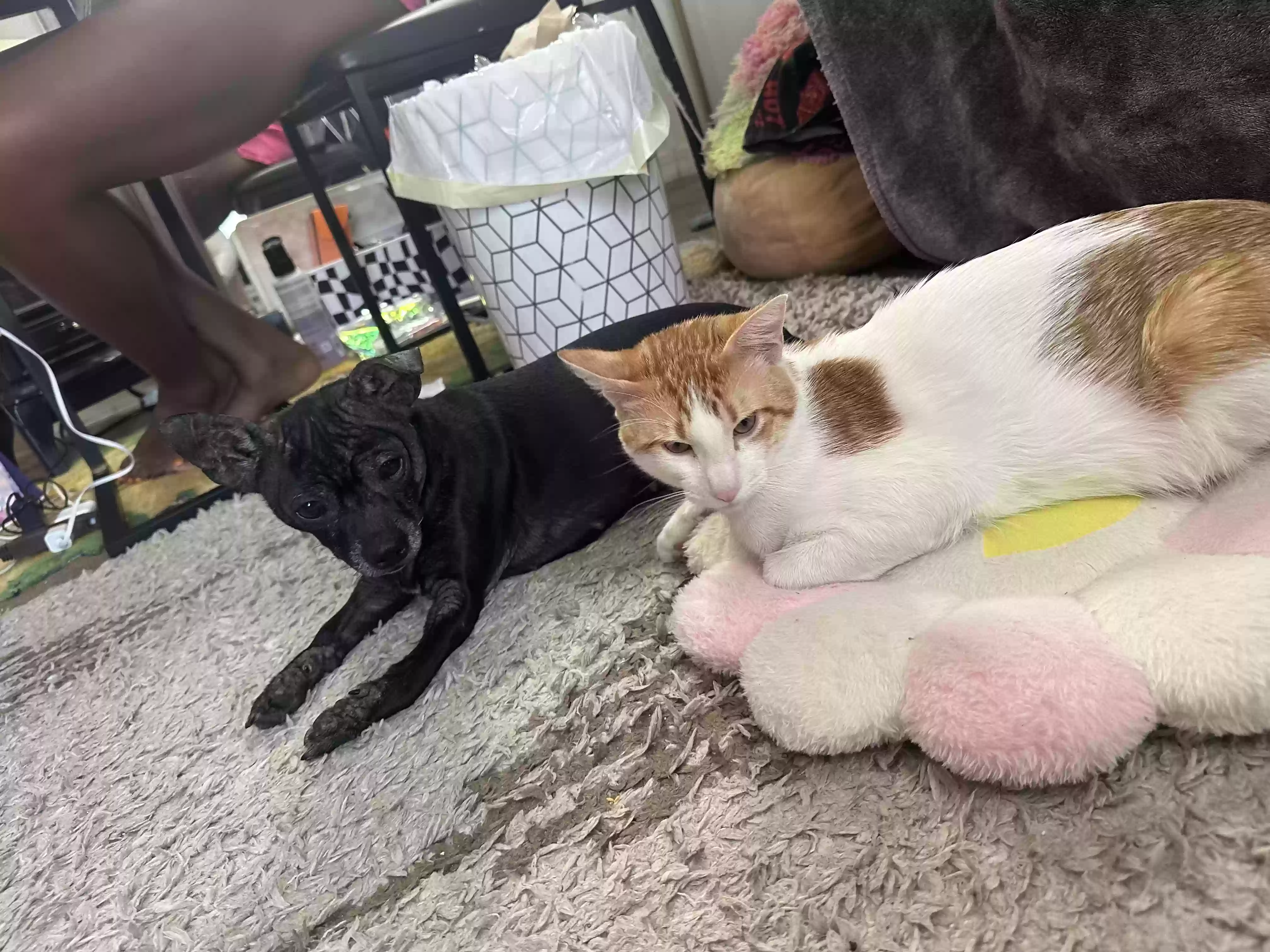 adoptable Dog in Natchitoches,LA named Luna