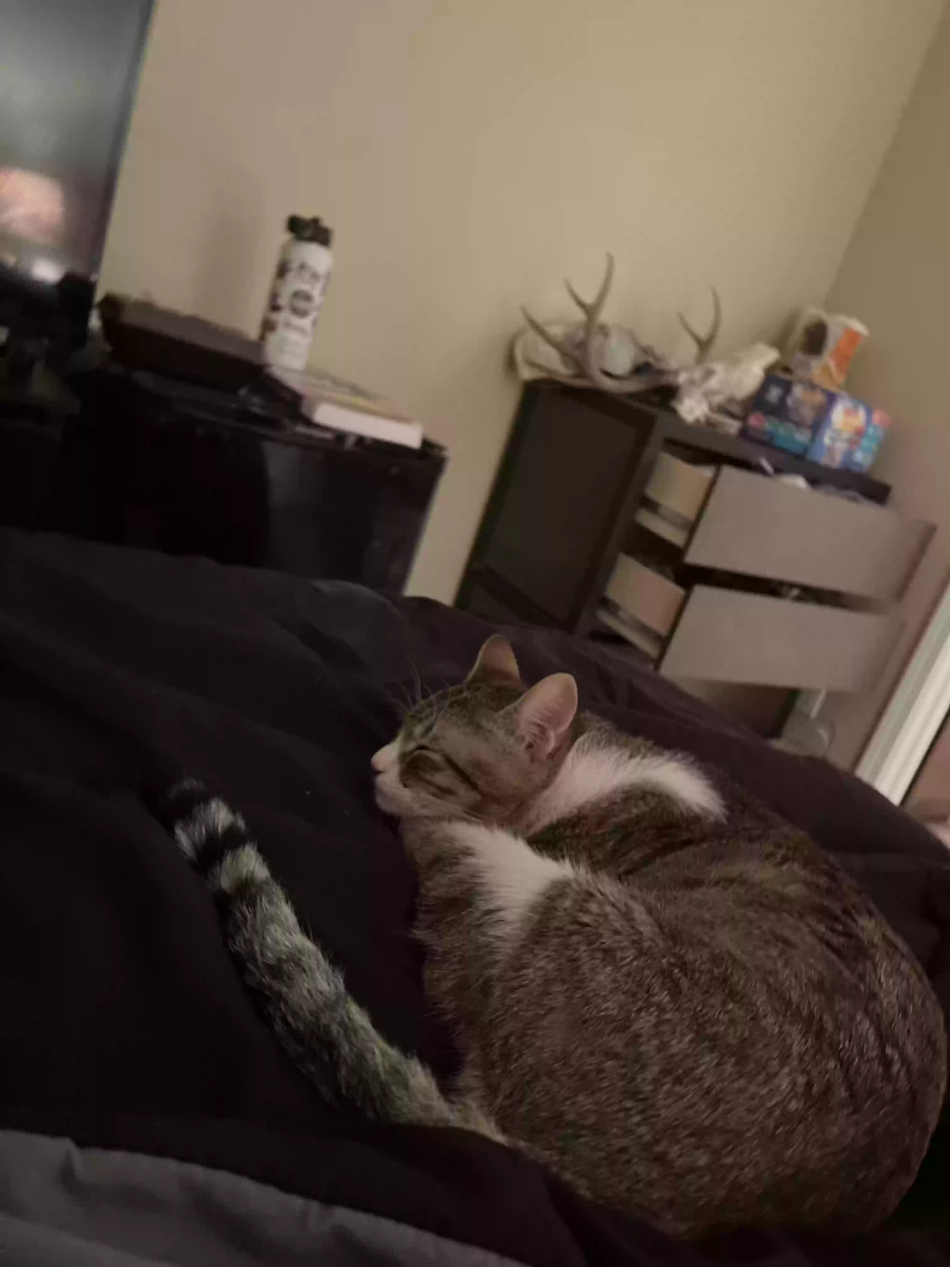 adoptable Cat in College Station,TX named Teetsi
