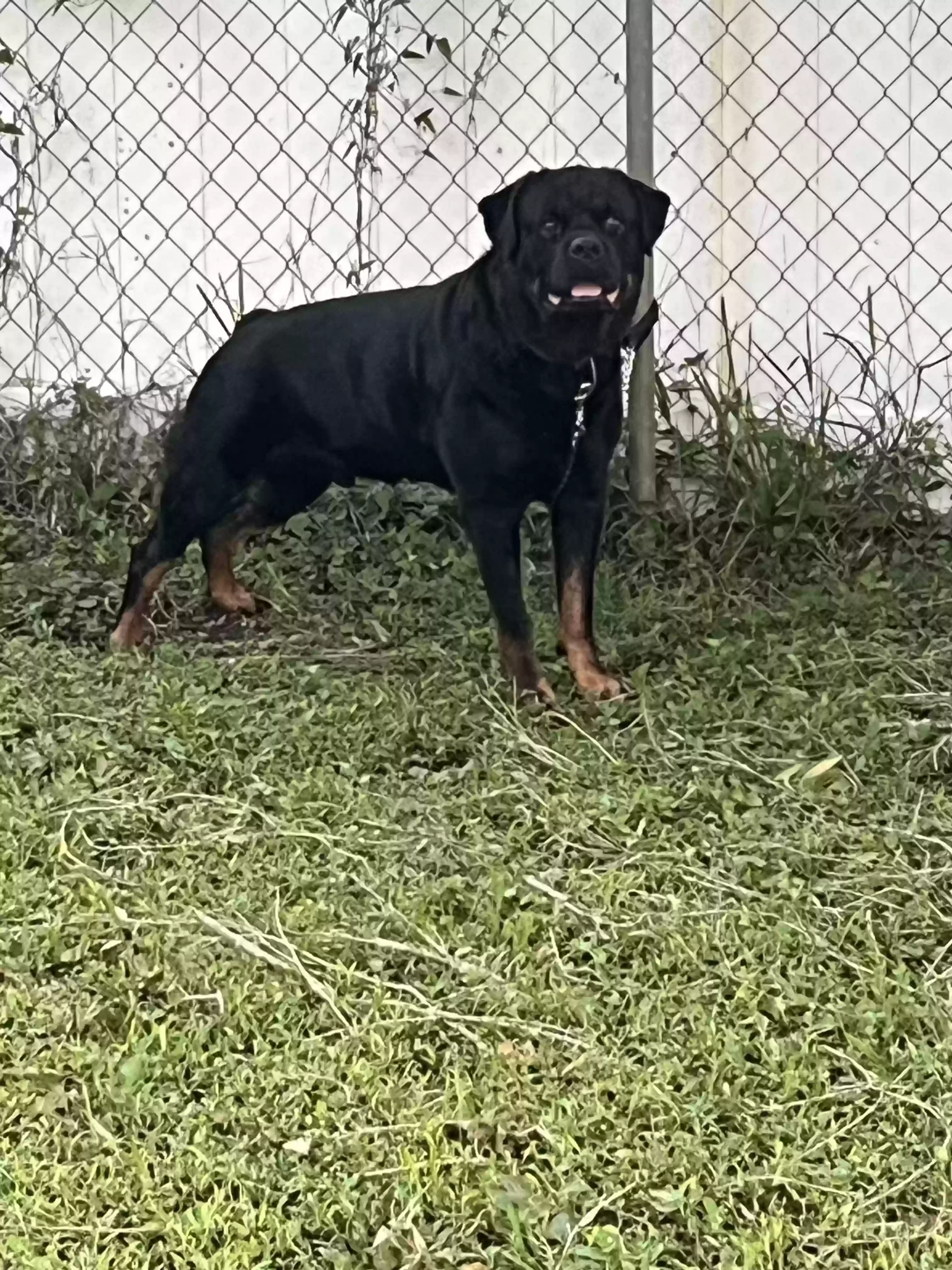 adoptable Dog in Jupiter,FL named Rex
