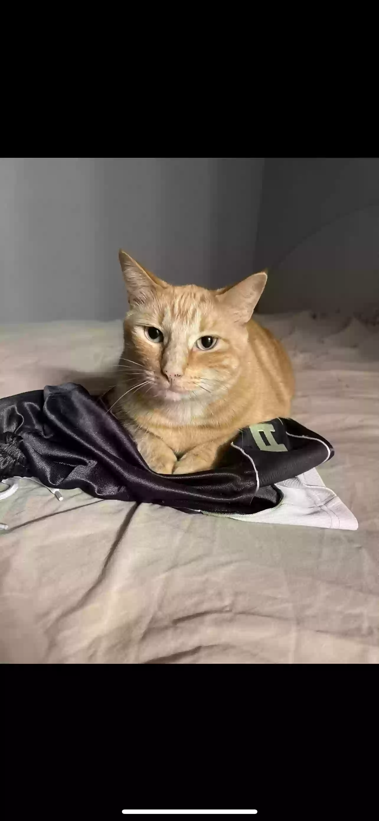 adoptable Cat in Holiday,FL named Tyson