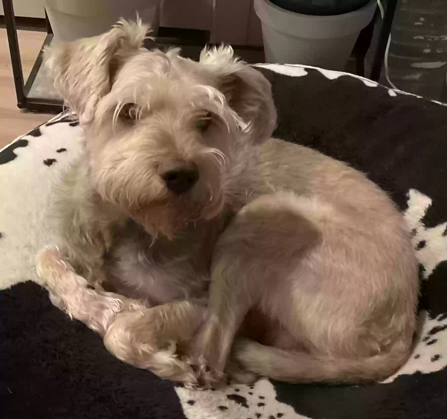 adoptable Dog in Clinton,MD named Dallas