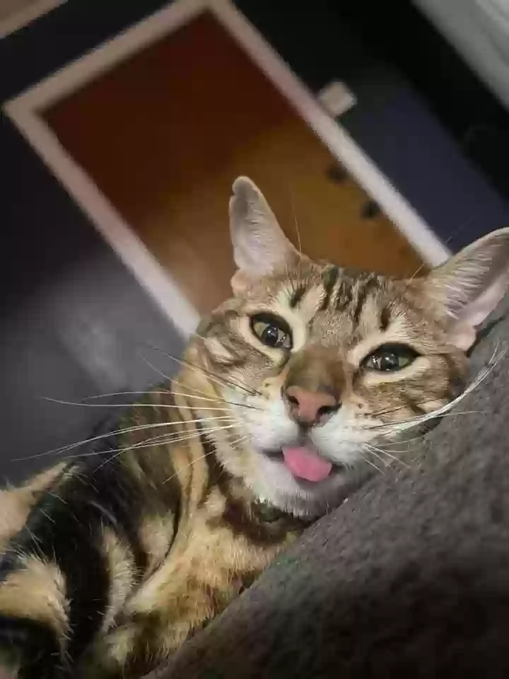 adoptable Cat in Wellington,FL named Nala