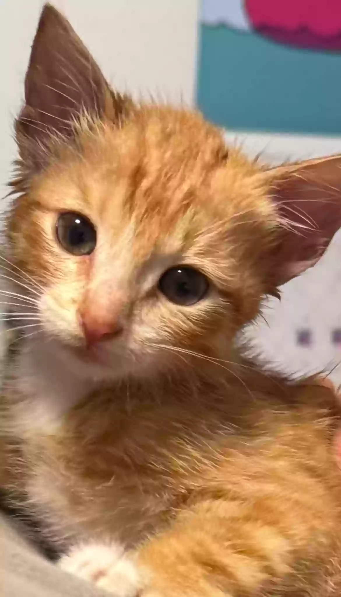 adoptable Cat in Lathrop,CA named 