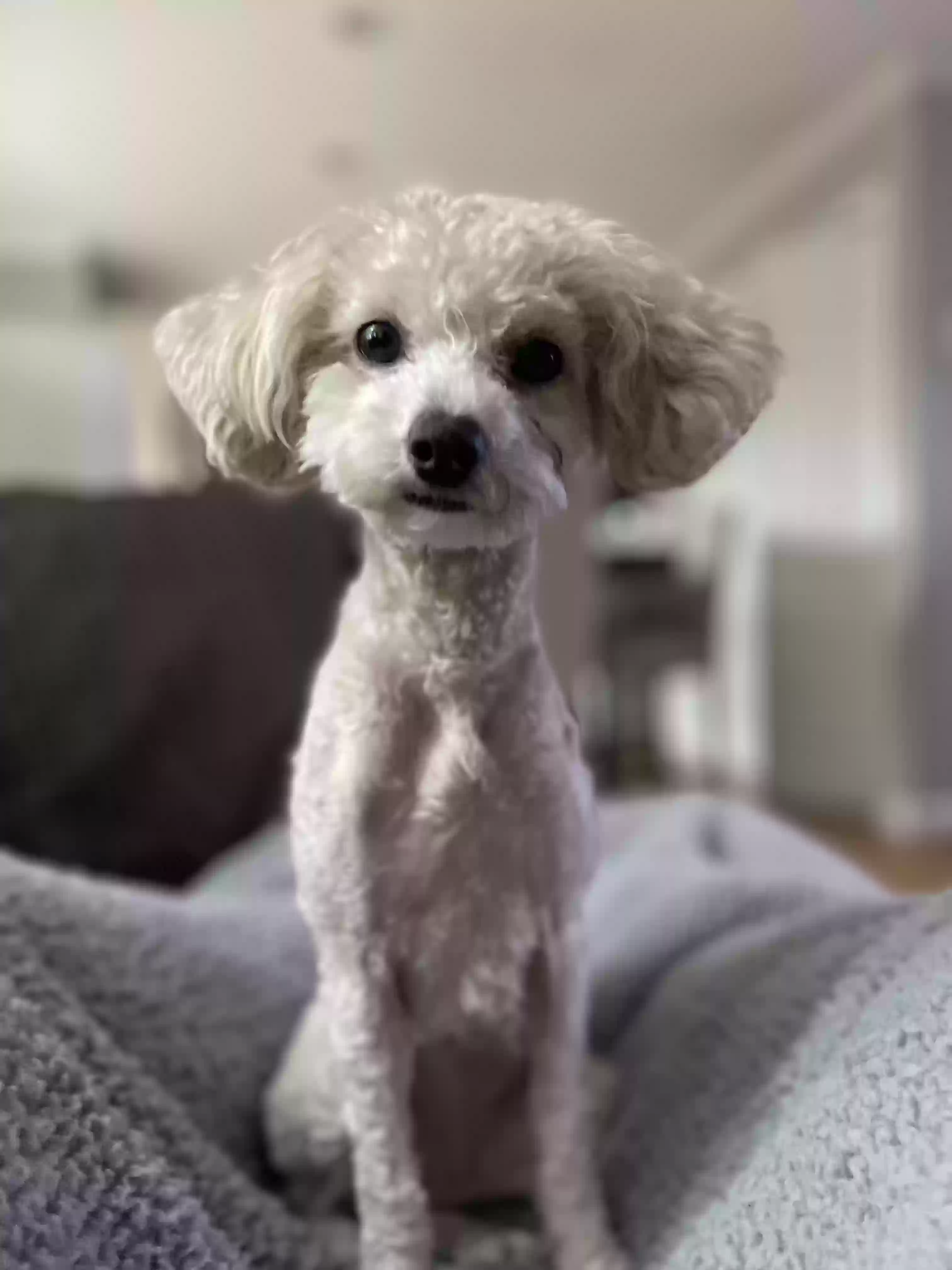 adoptable Dog in Meriden,CT named Luna