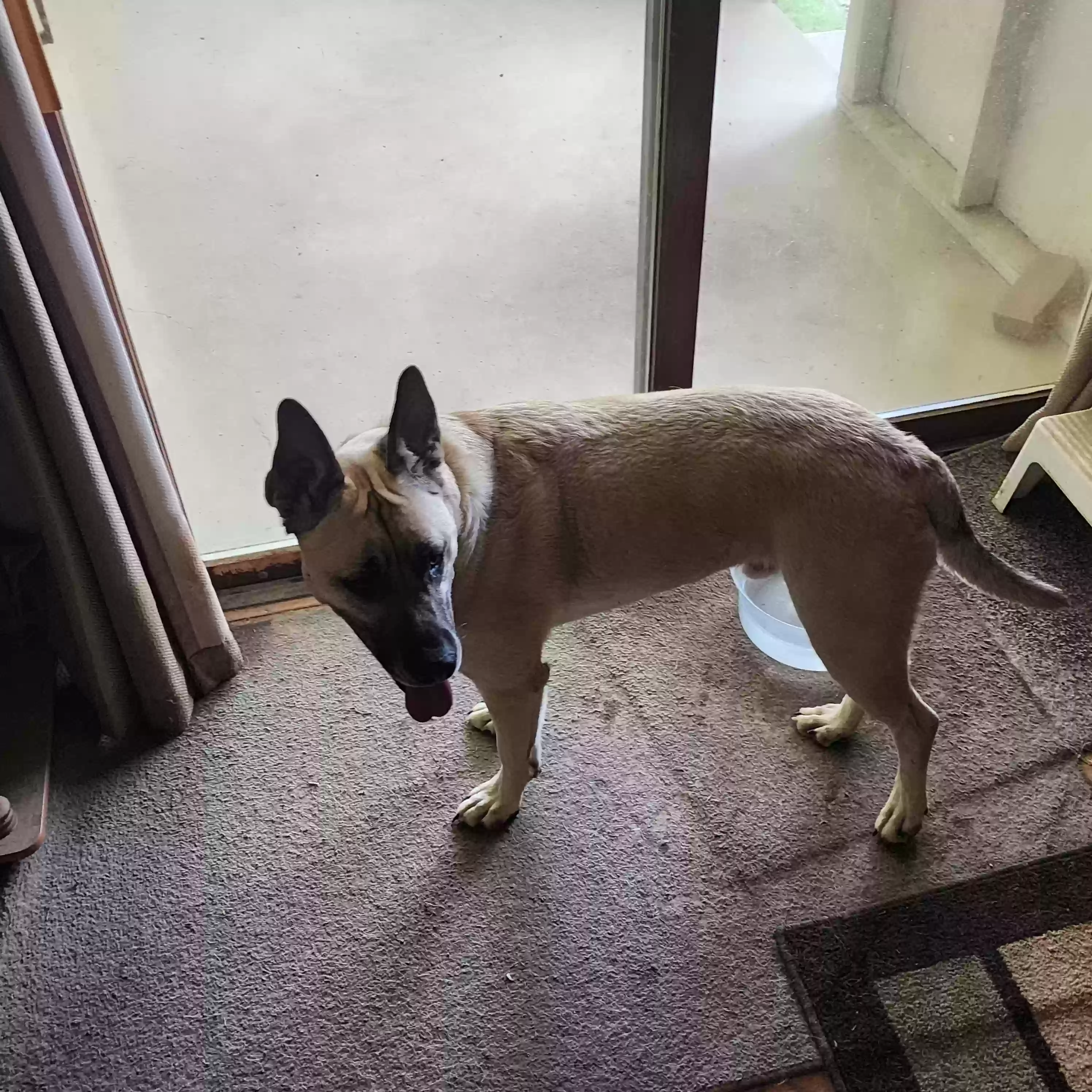 adoptable Dog in New Albany,IN named