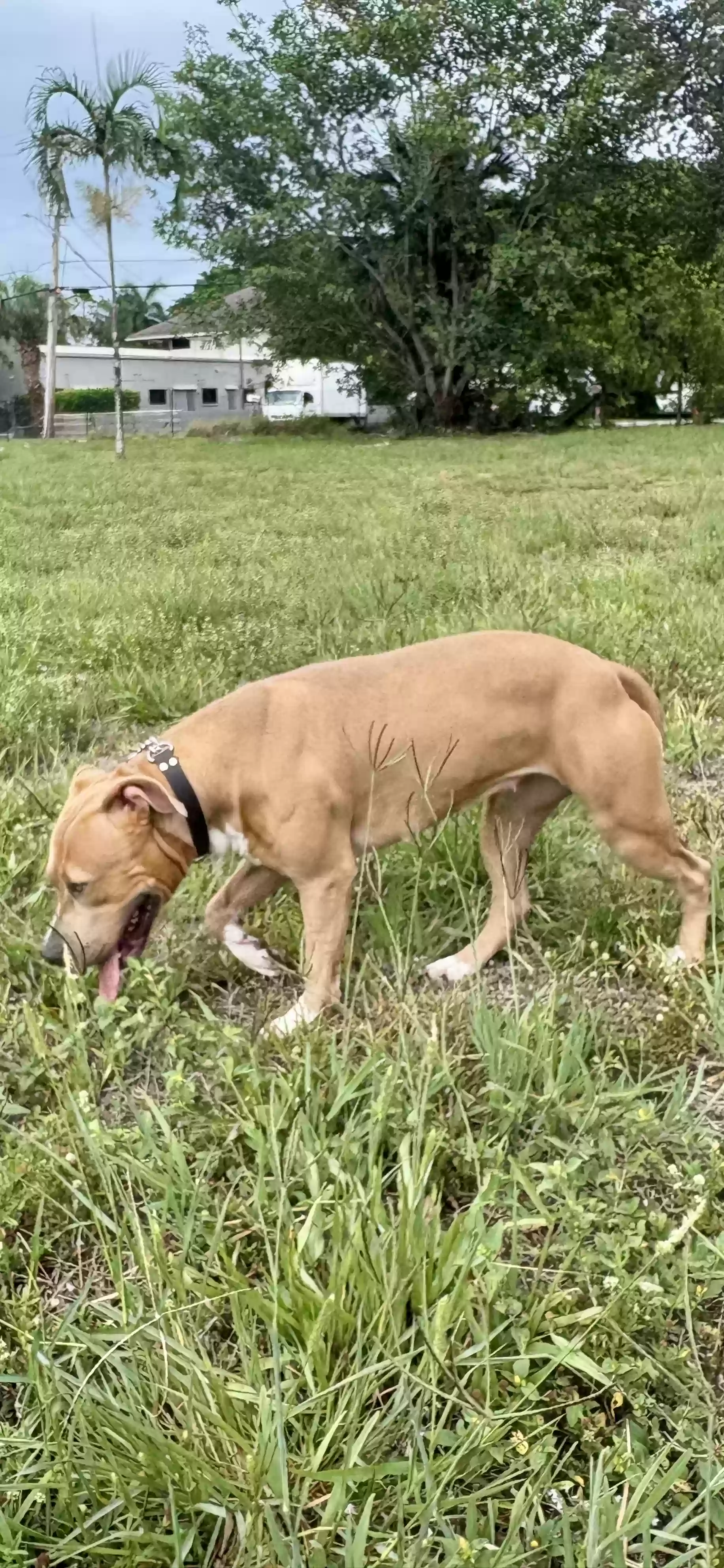adoptable Dog in Fort Lauderdale,FL named Blue
