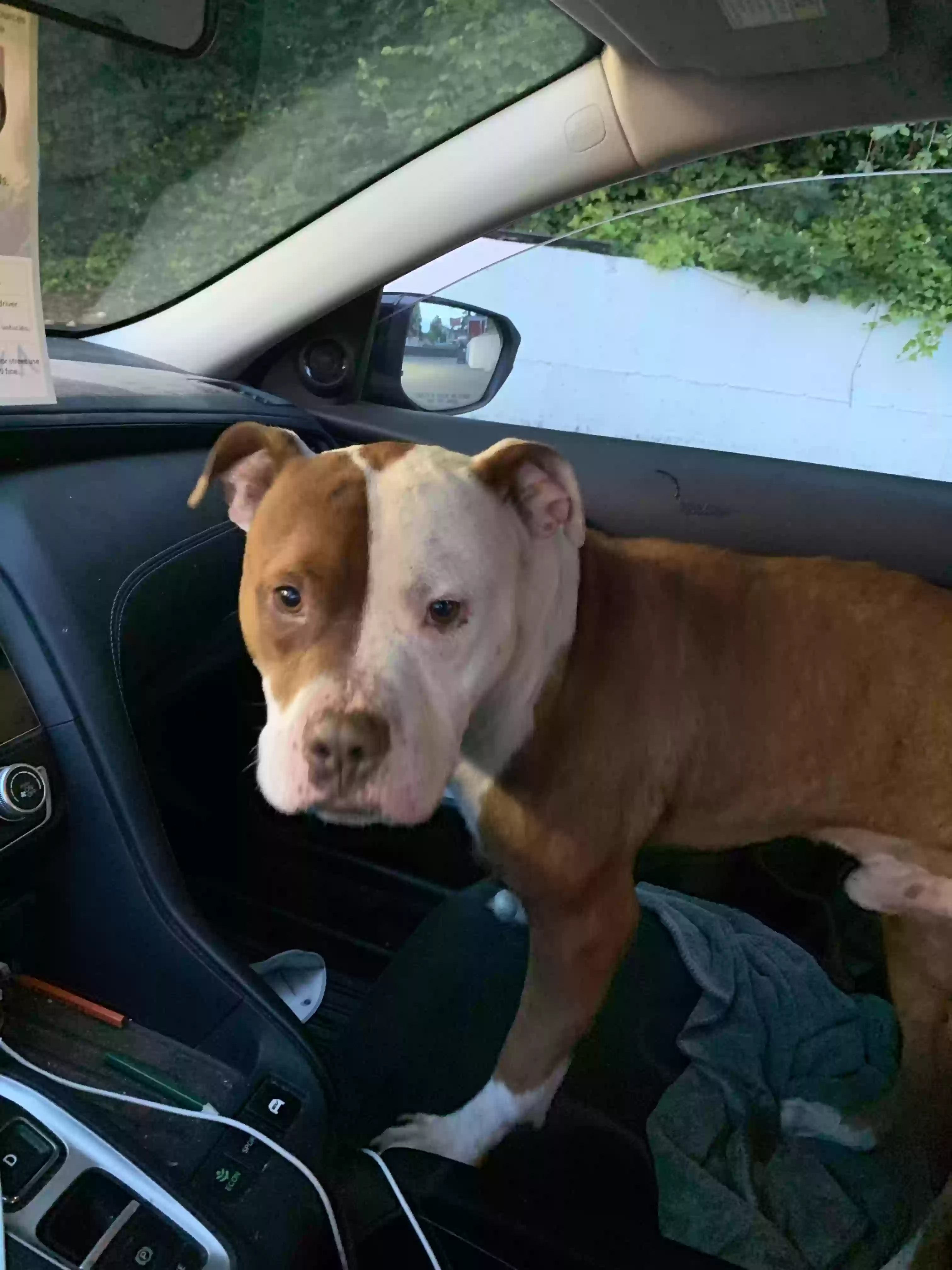 adoptable Dog in Tacoma,WA named Unknown maybe Siggy