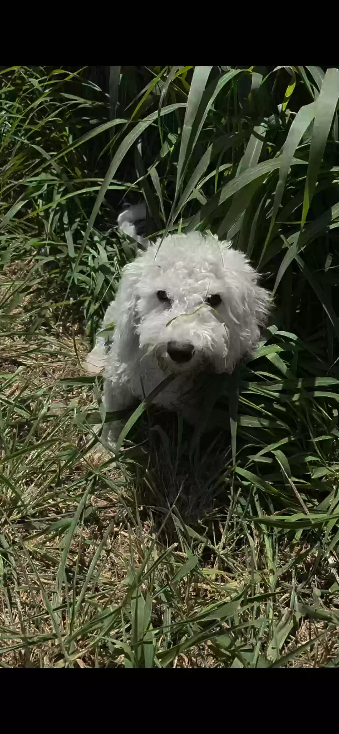 adoptable Dog in Stuart,FL named Bailey