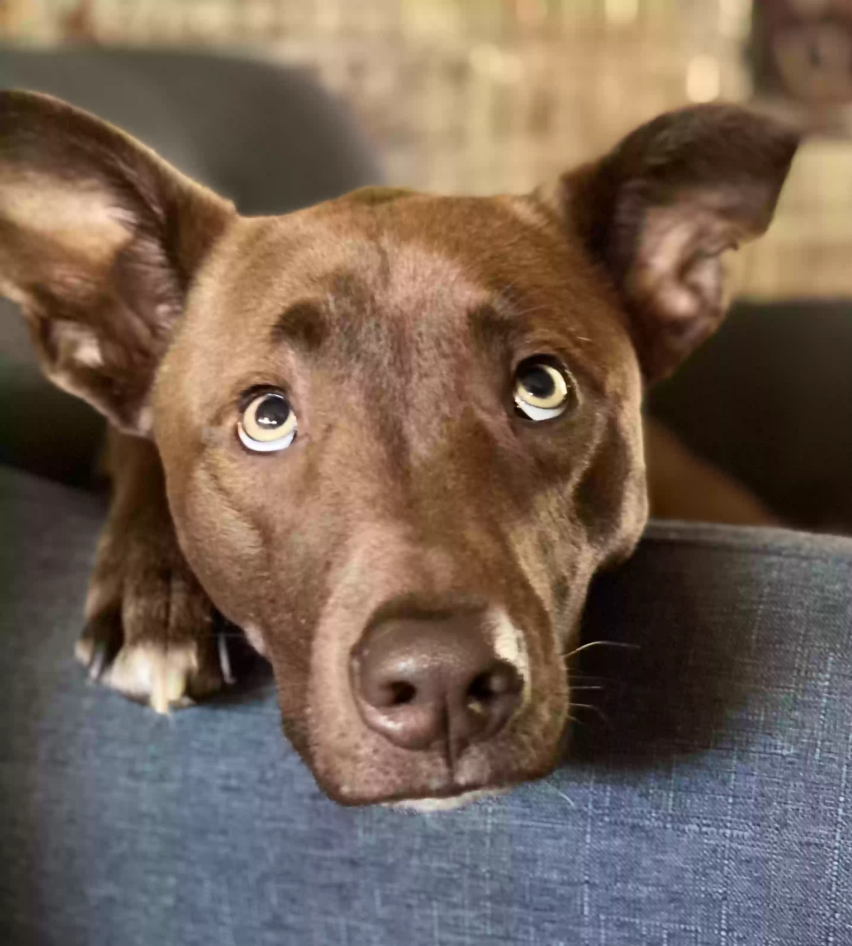adoptable Dog in Euless,TX named Echo