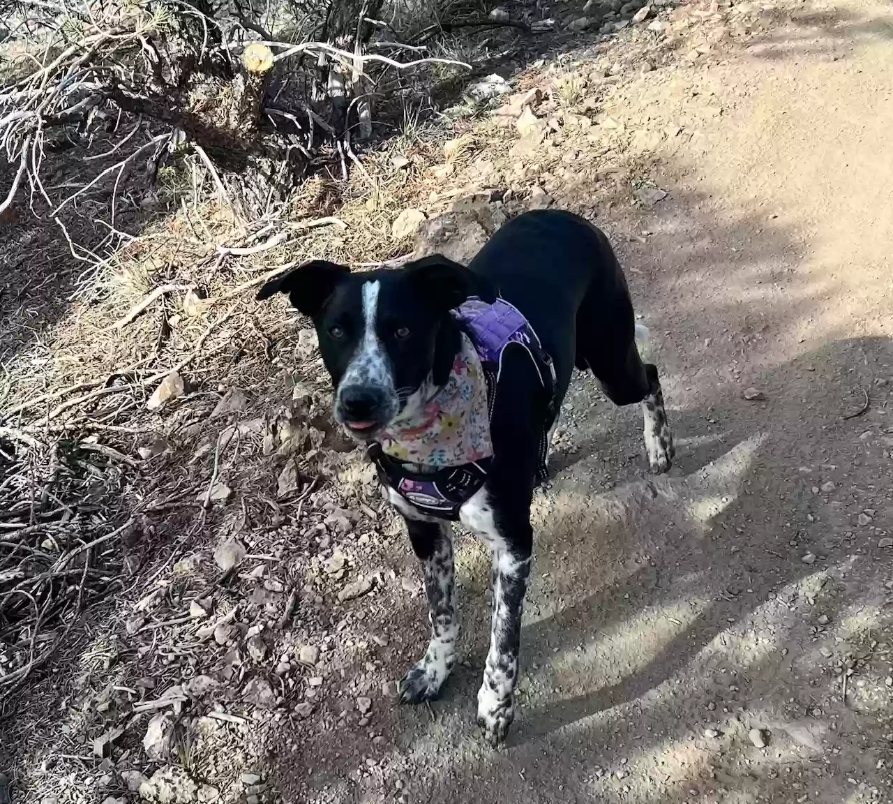 adoptable Dog in Gardnerville,NV named Josie Lynn
