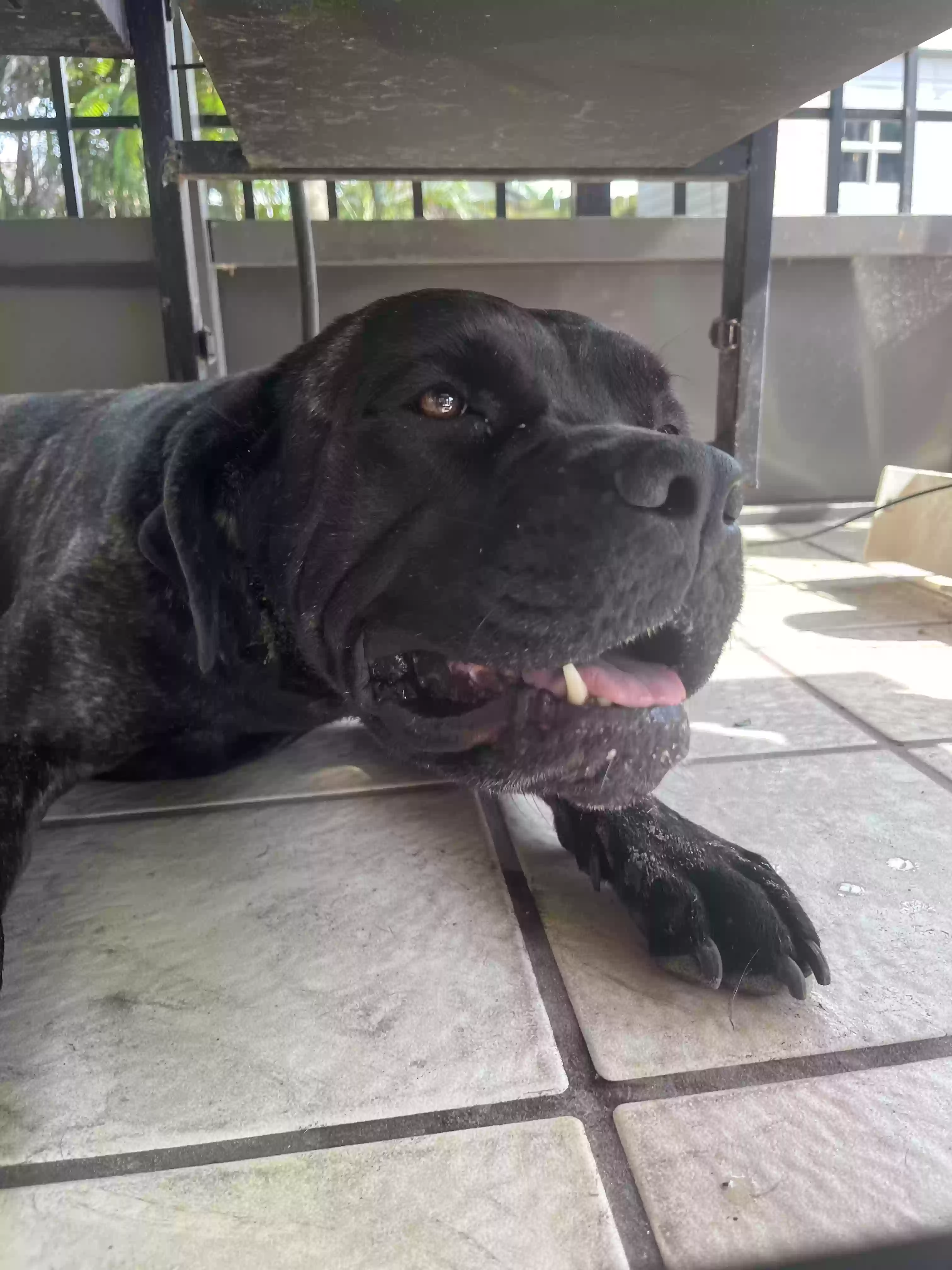 adoptable Dog in Merritt Island,FL named Lala