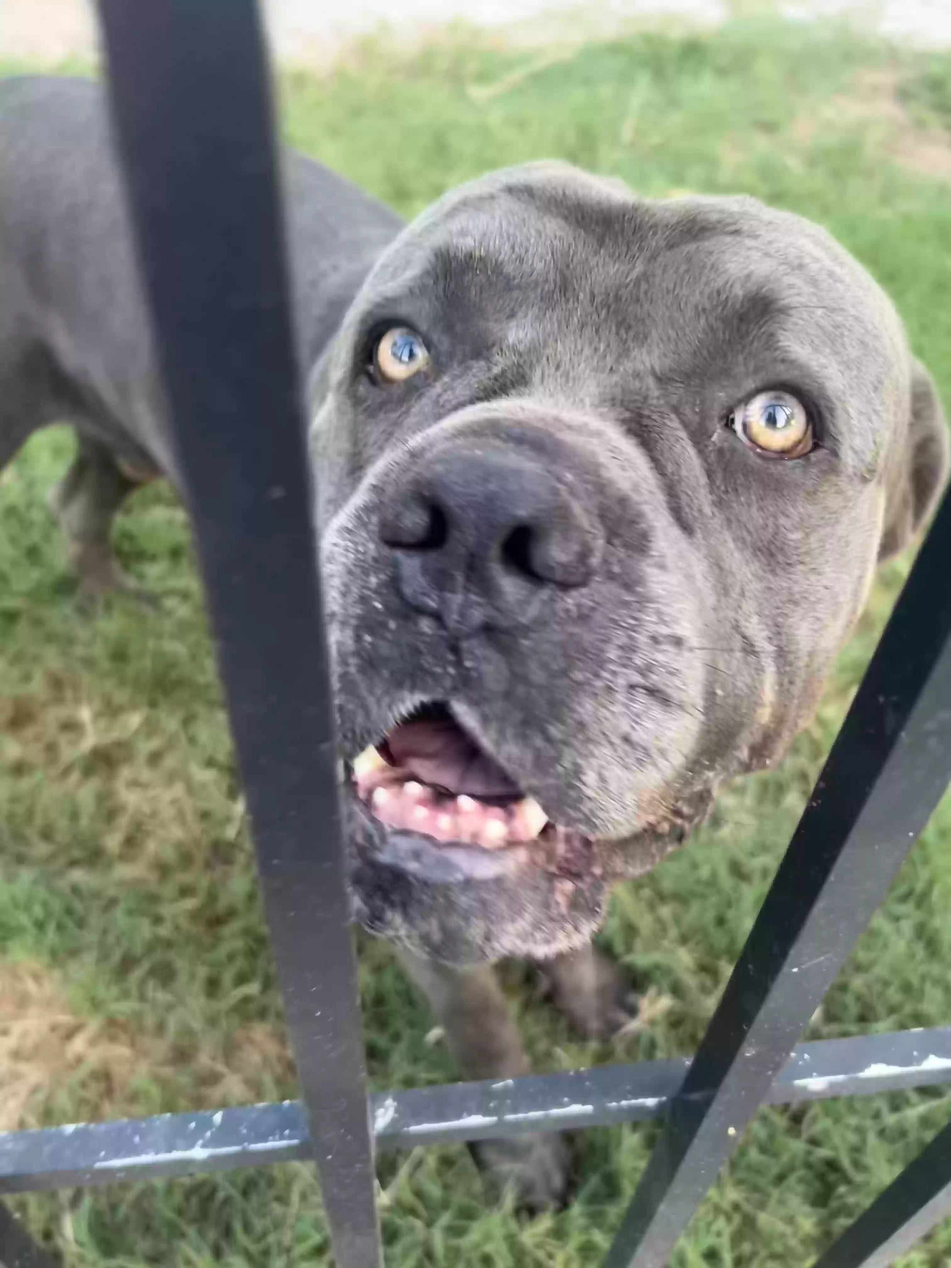 adoptable Dog in Titusville,FL named Tank