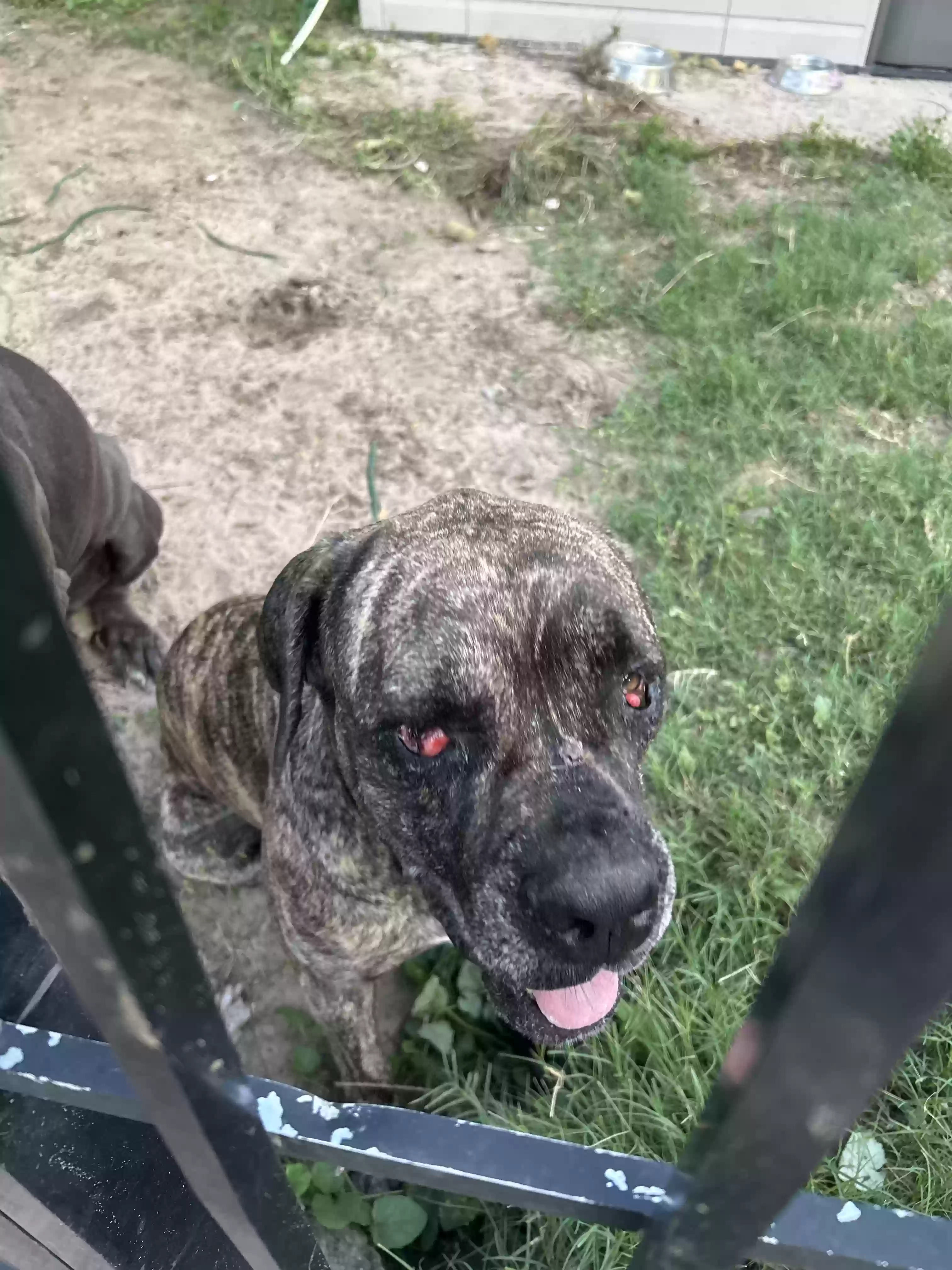 adoptable Dog in Melbourne,FL named Lucy