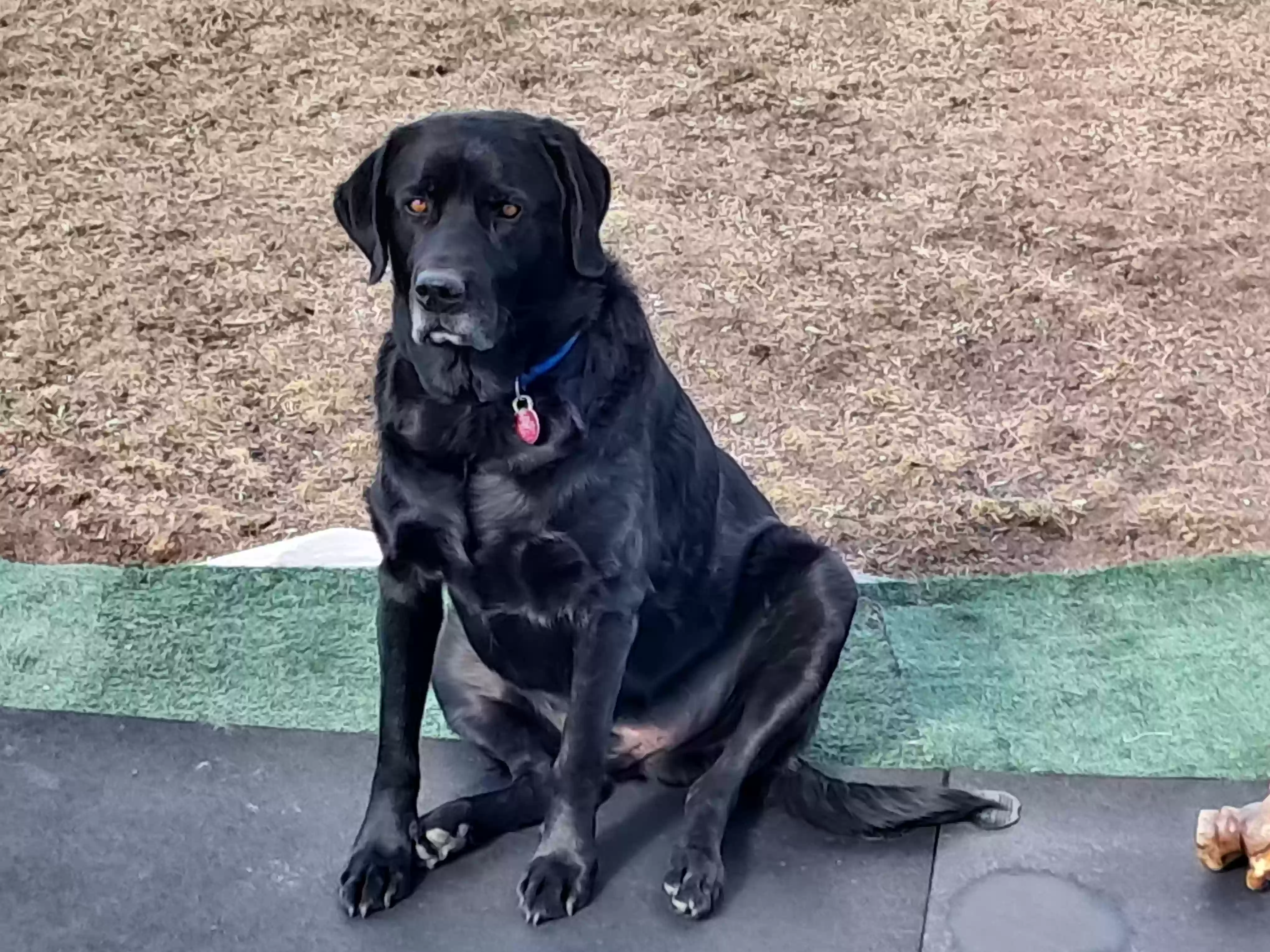 adoptable Dog in Christmas Valley,OR named Anak