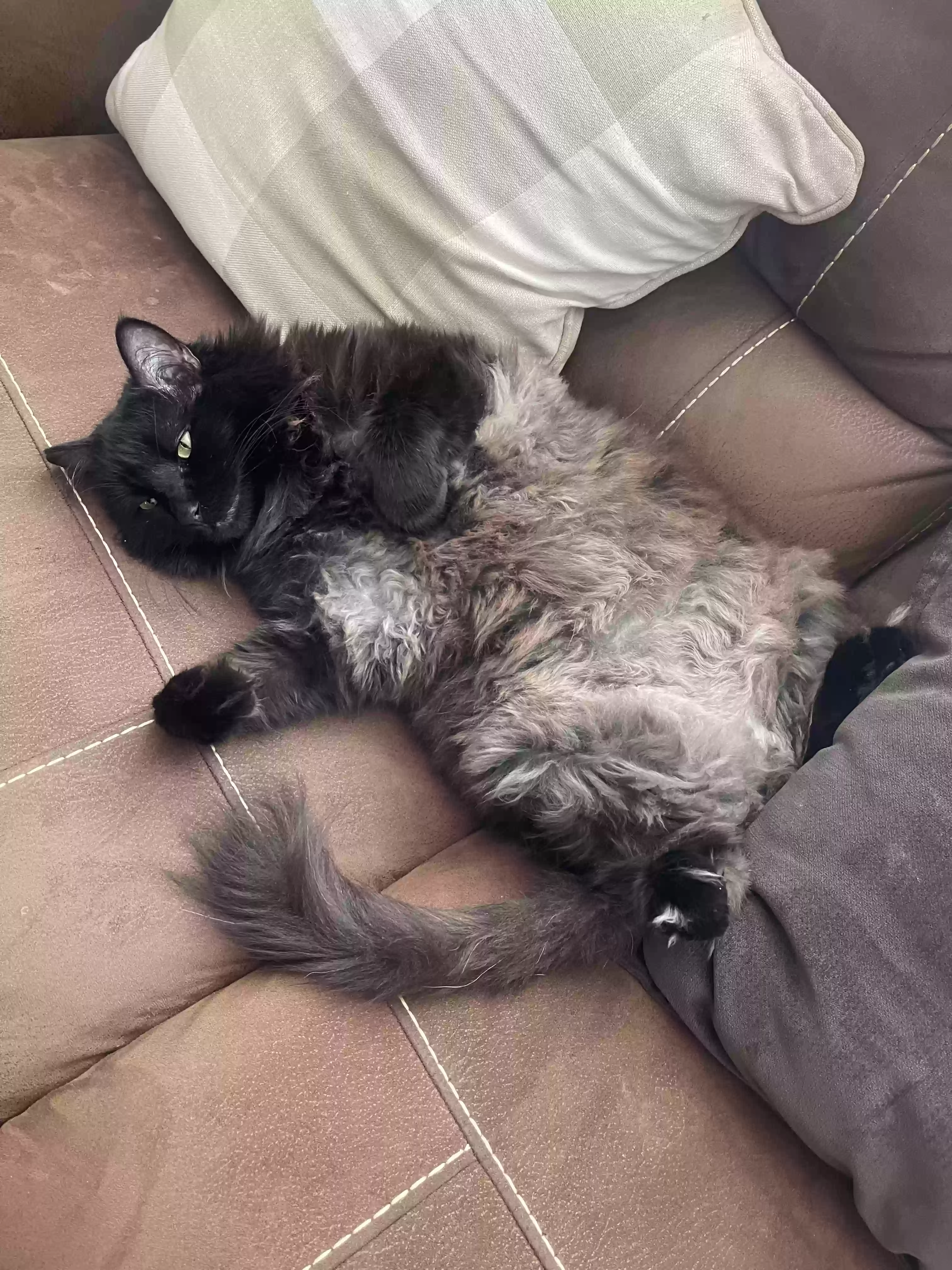 adoptable Cat in Denton,TX named Milli