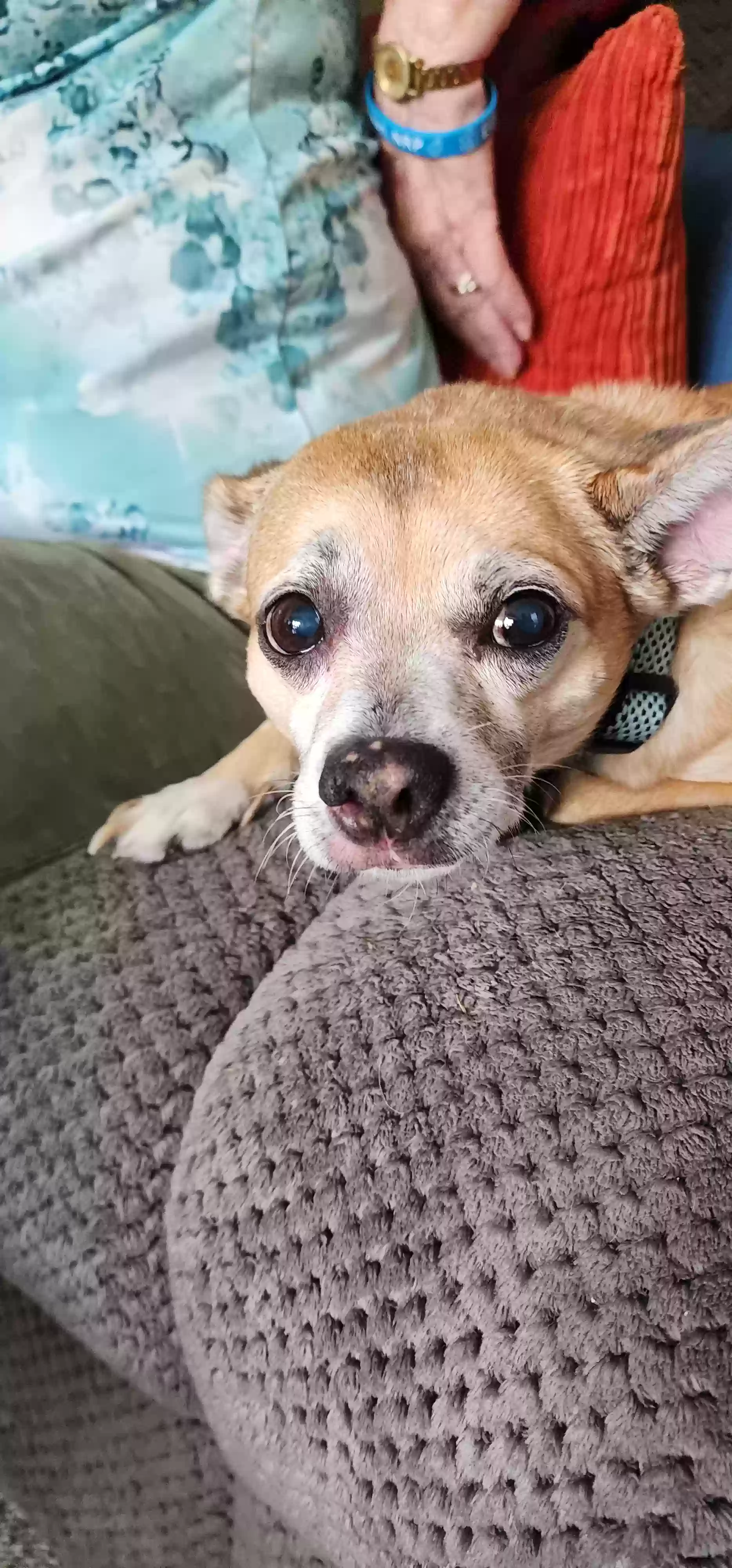 adoptable Dog in Mansfield,OH named Tyson