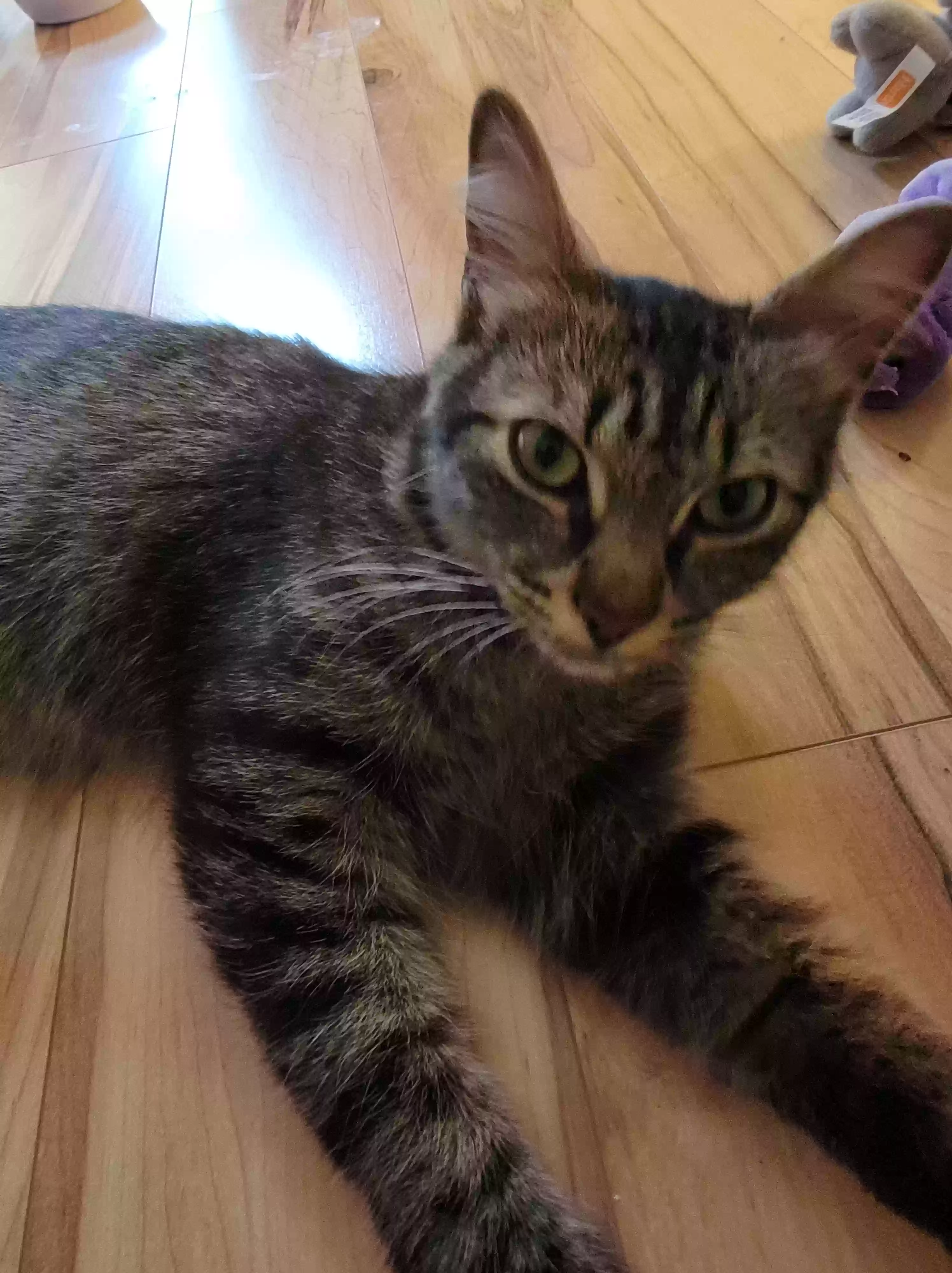 adoptable Cat in Snellville,GA named Arya