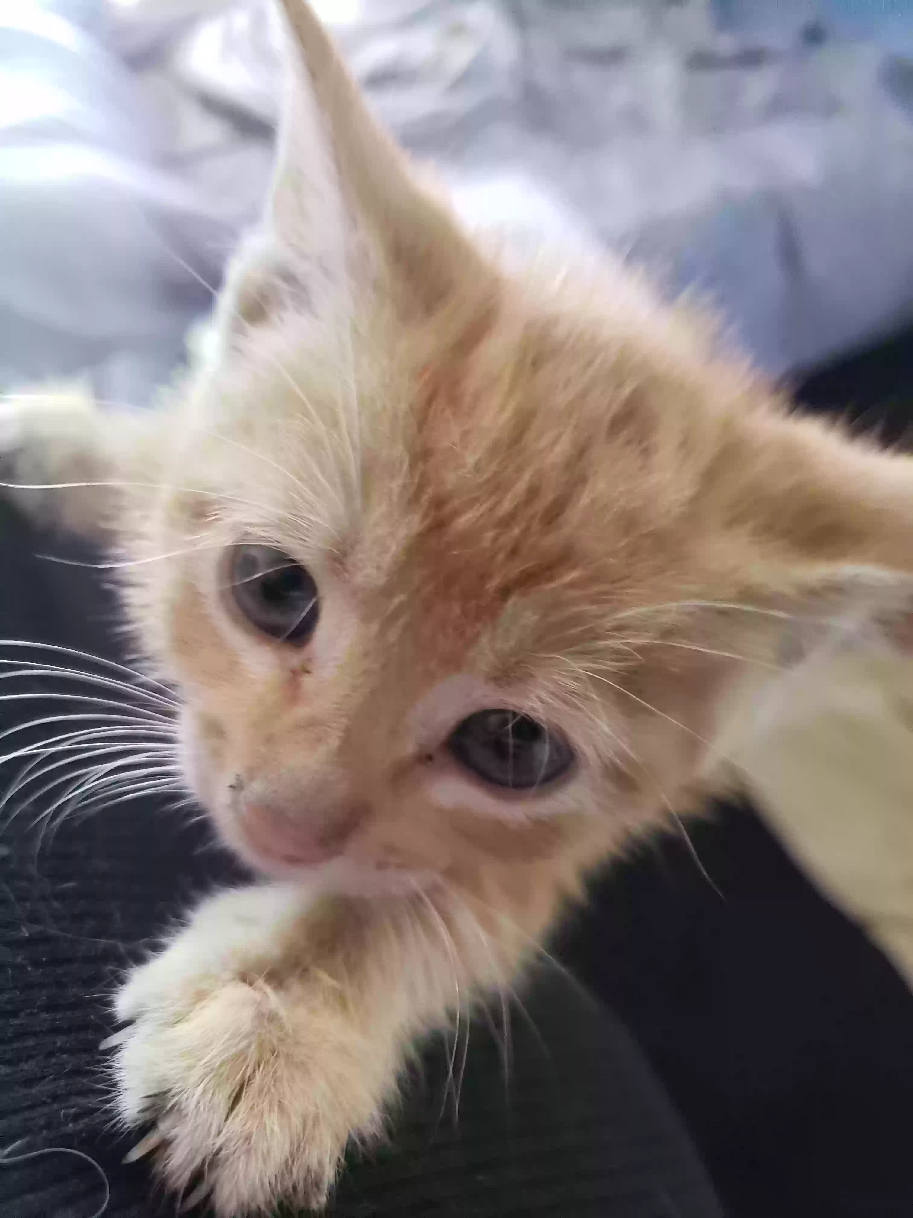 adoptable Cat in Lakewood,CA named 