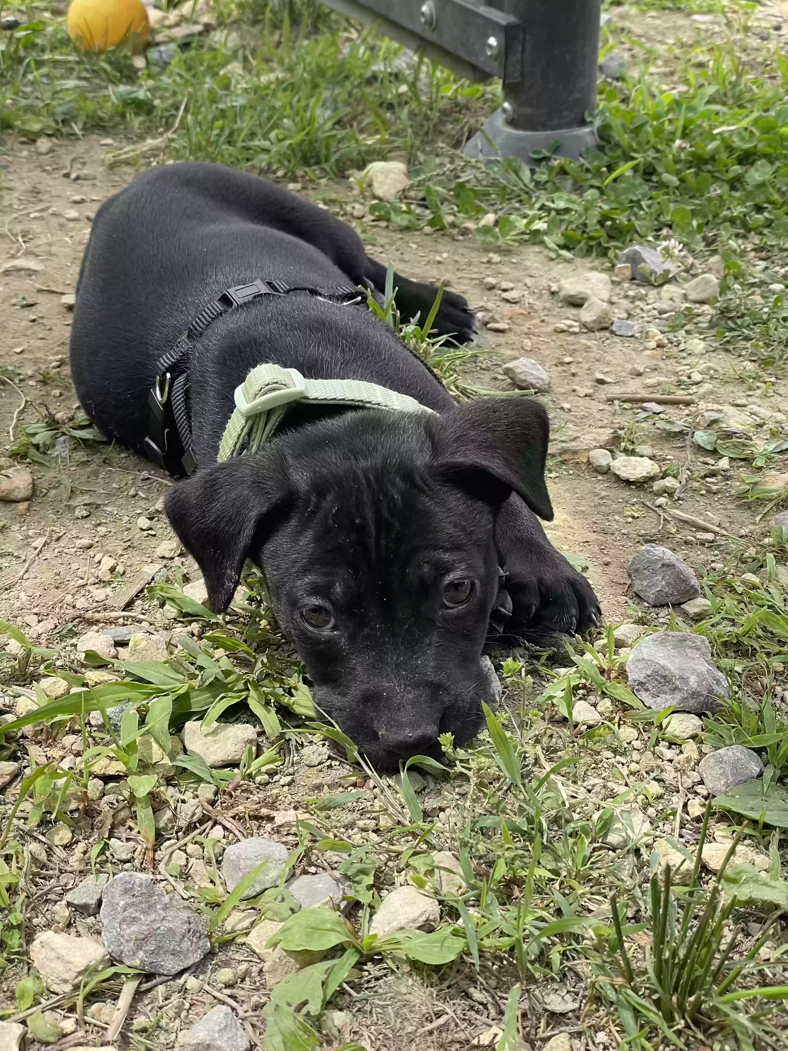 adoptable Dog in Baxter,TN named Cato