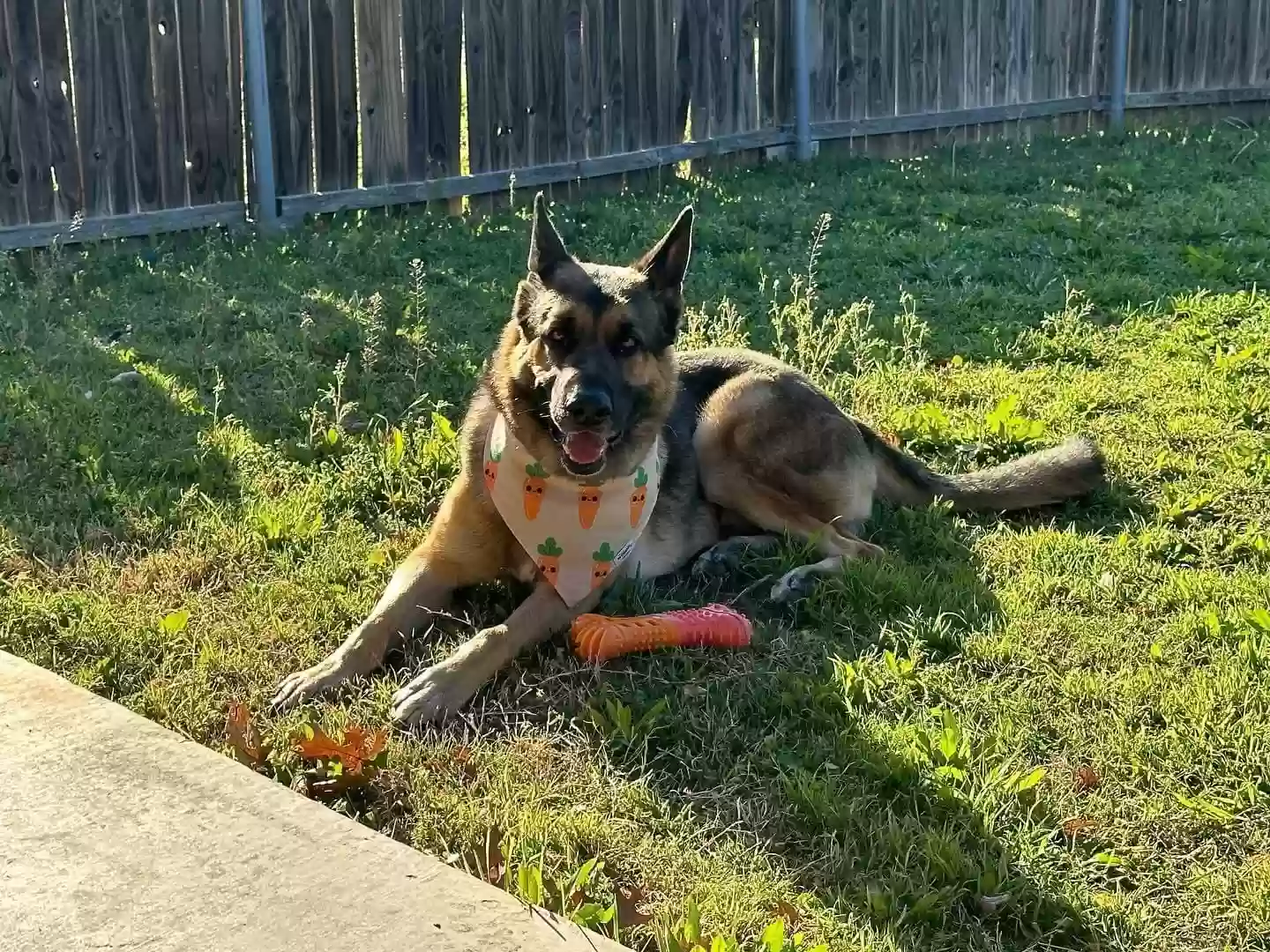 adoptable Dog in Crowley,TX named Hank