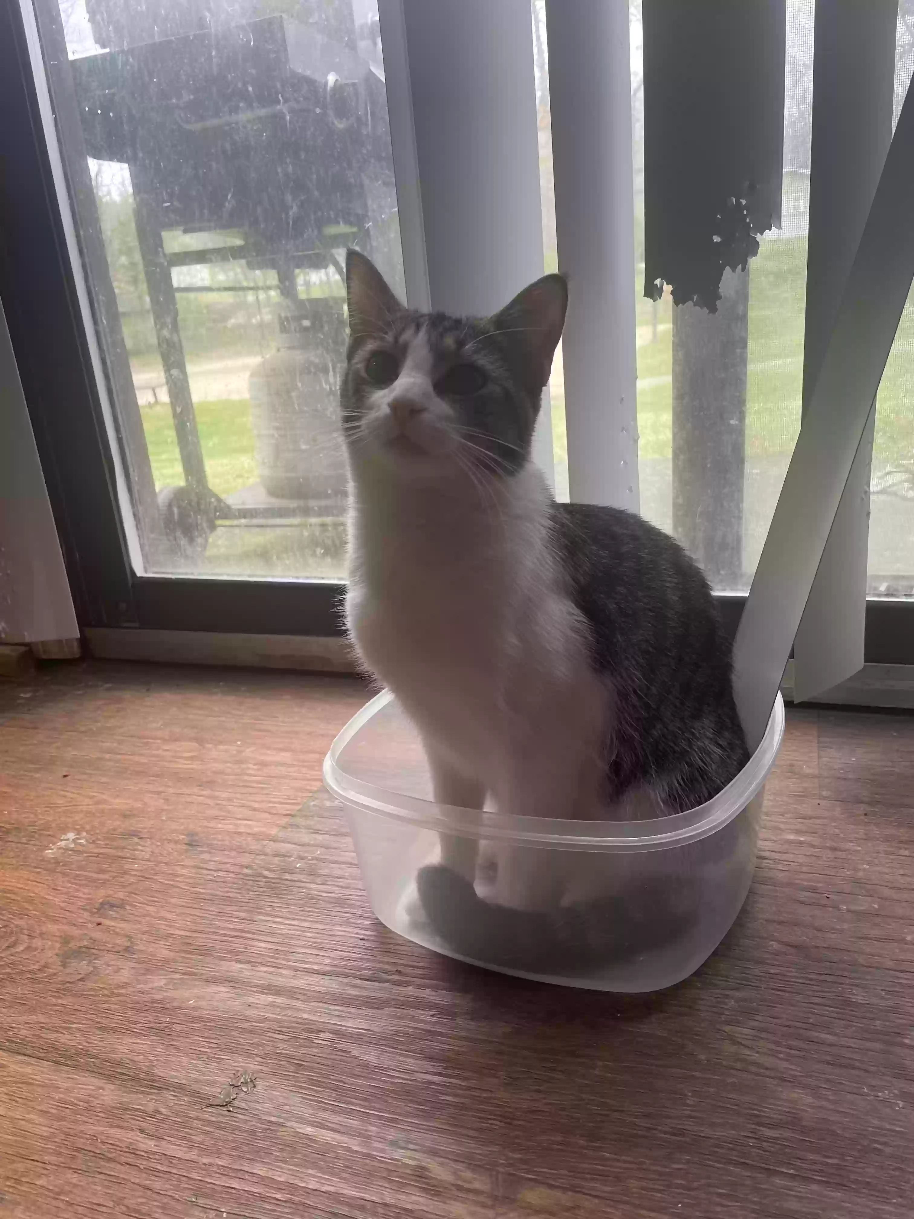 adoptable Cat in Nortonville,KY named