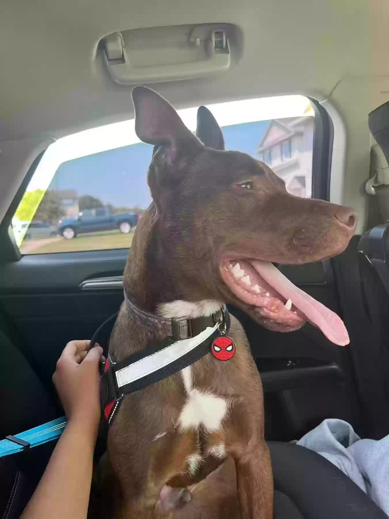 adoptable Dog in Wayland,MI named ranger