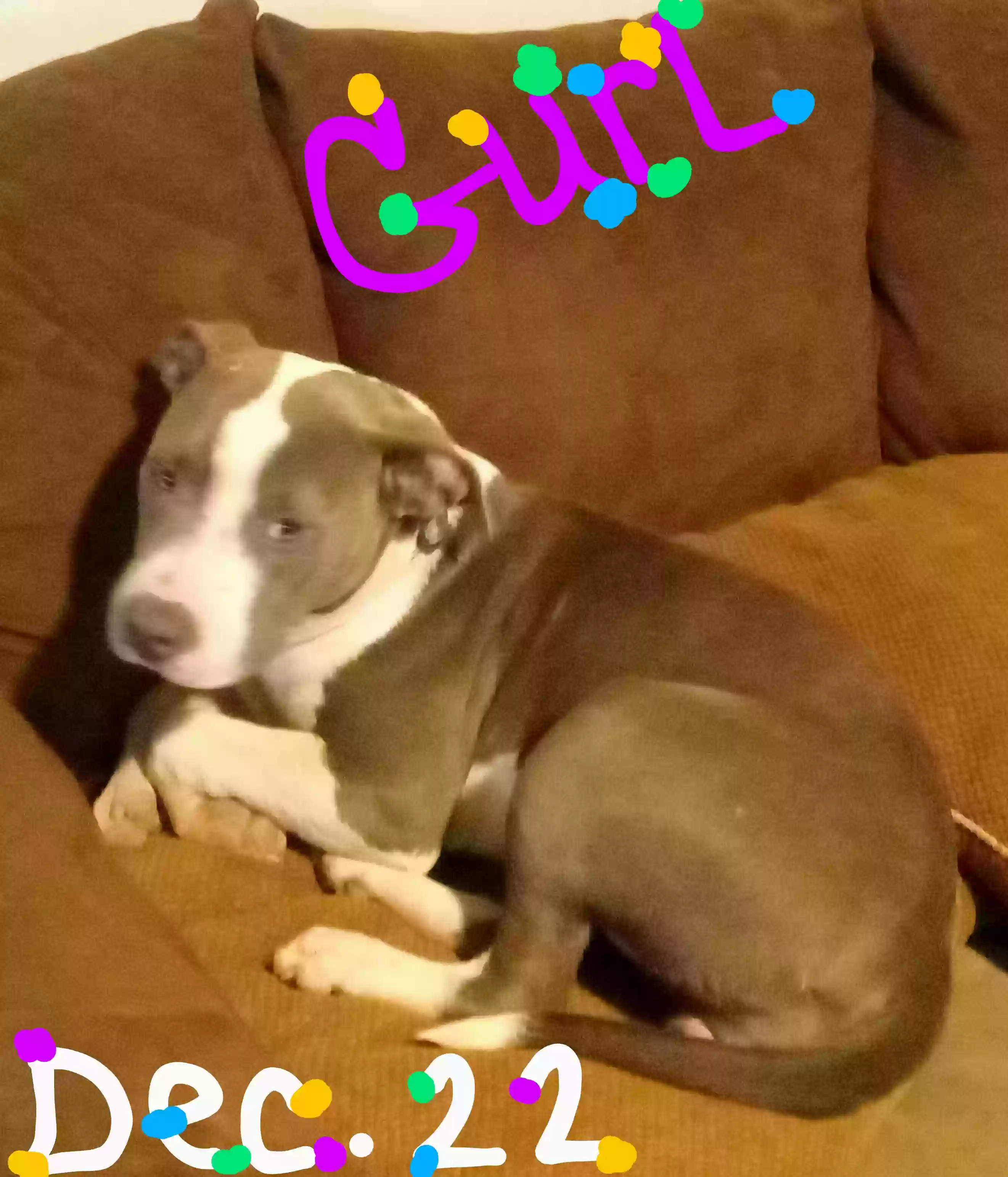 adoptable Dog in Sulphur,LA named Blu